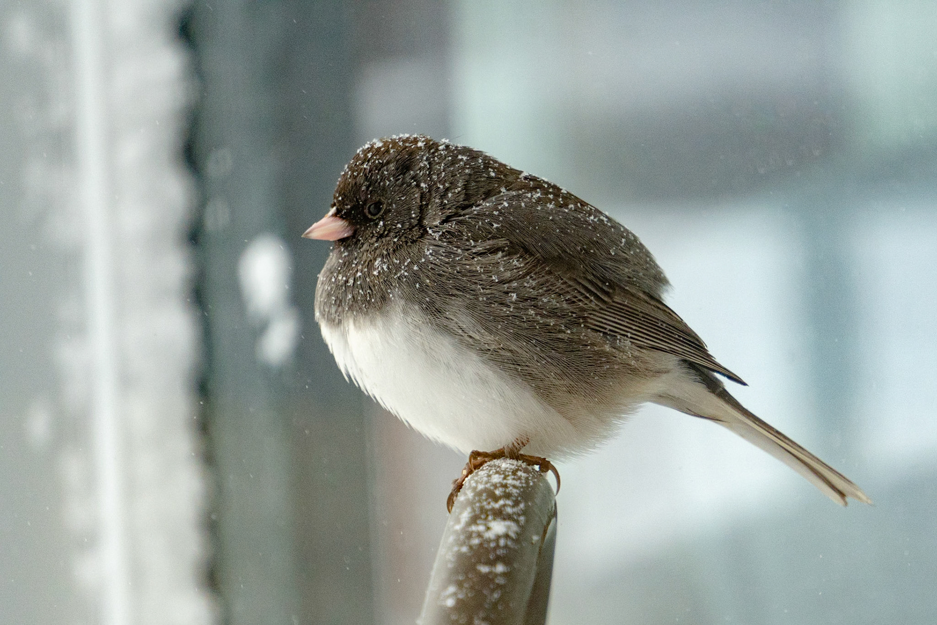 Gray Junco