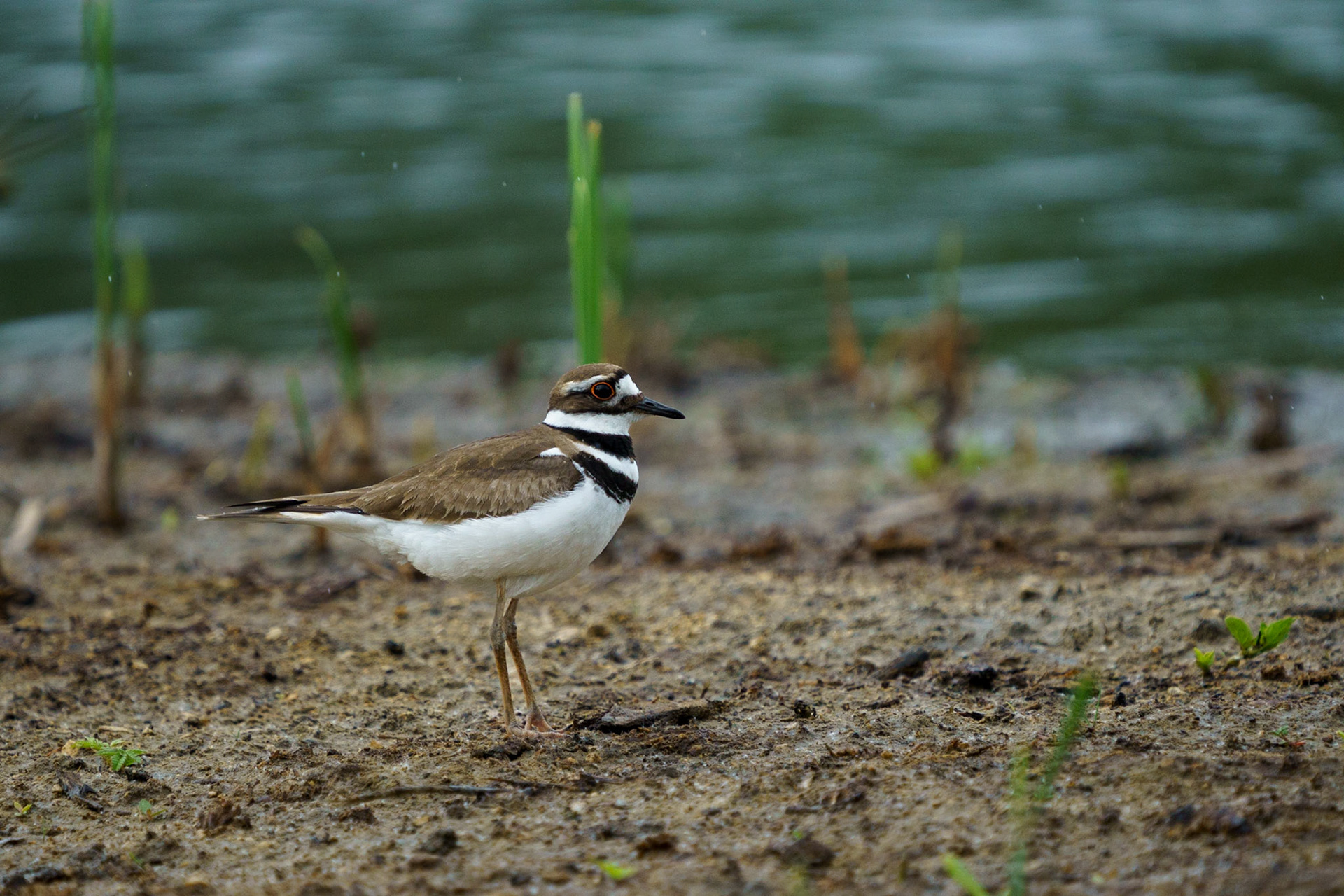 Kildeer