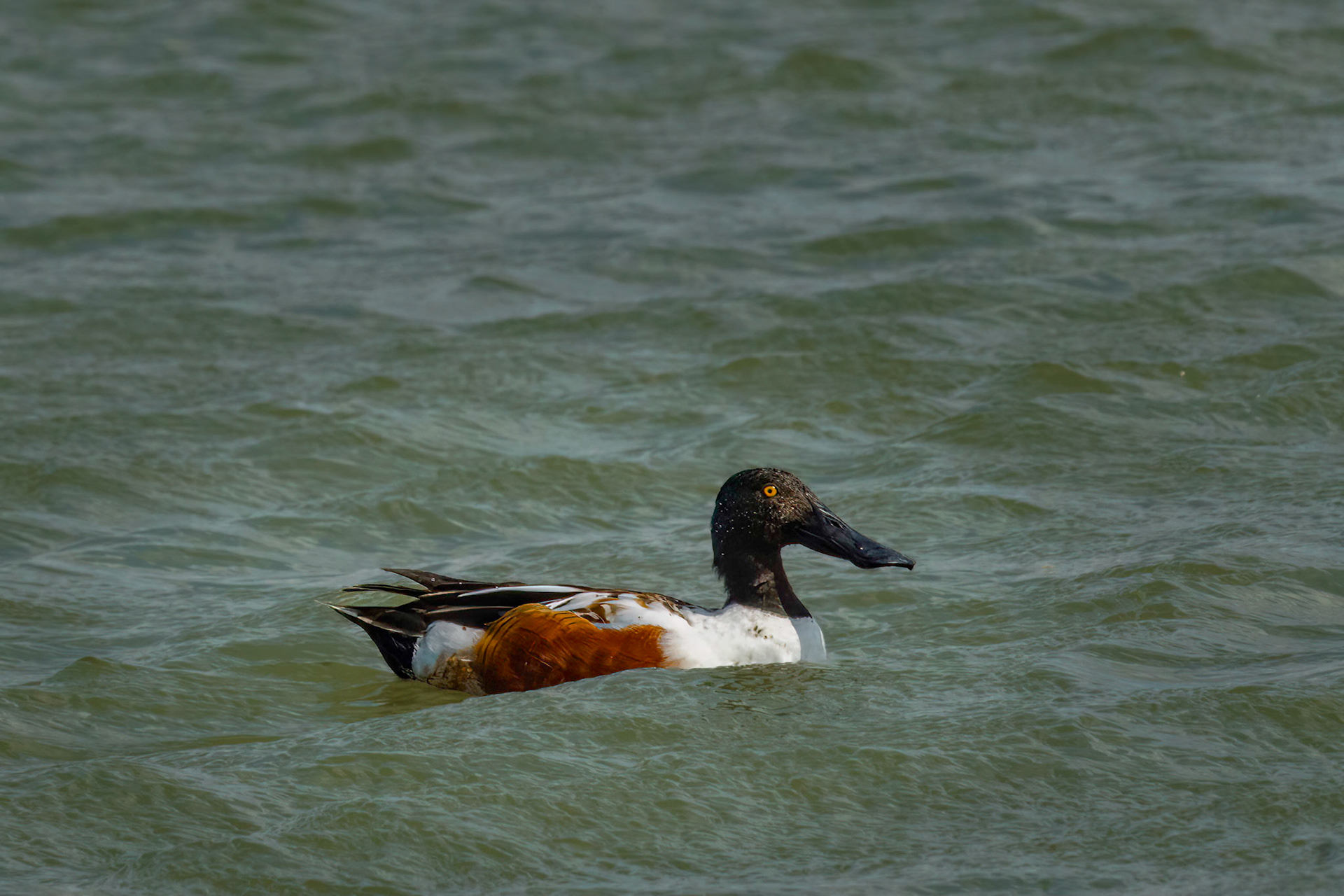 Northern Shoveler