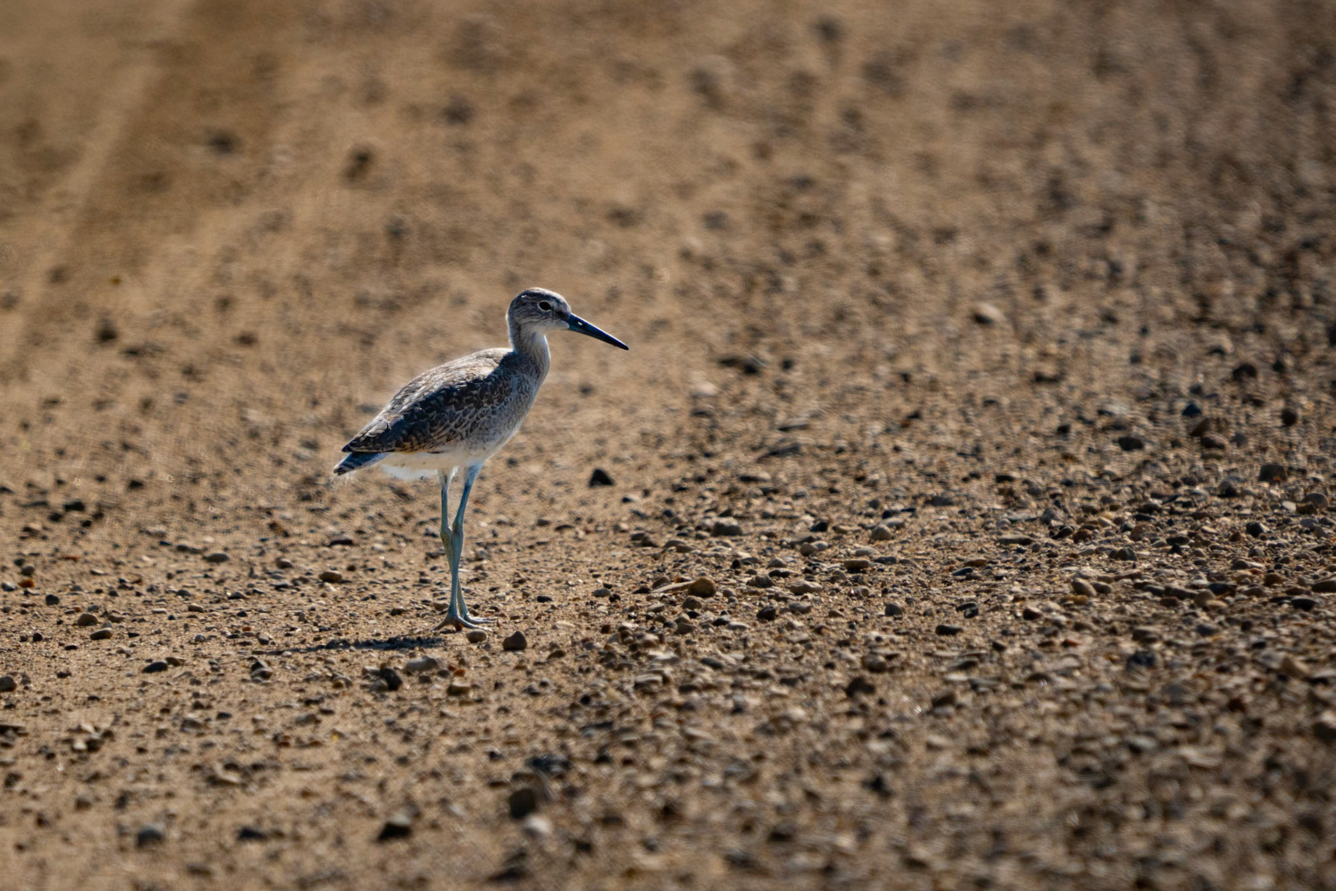 Willet