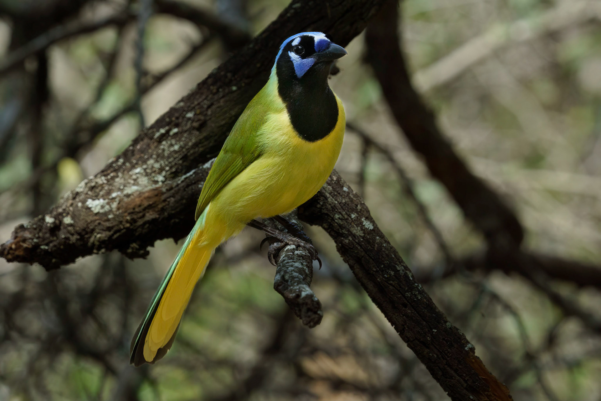 Green Jay