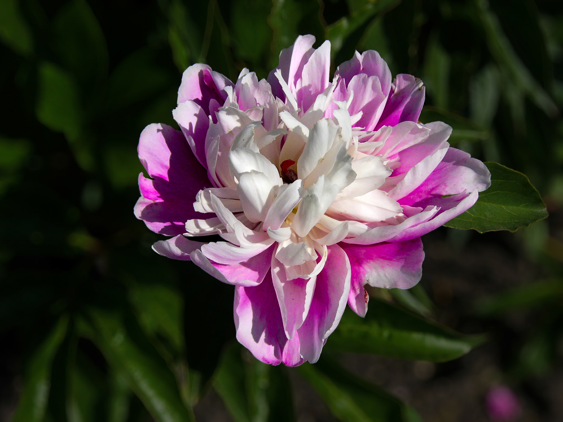 Peony