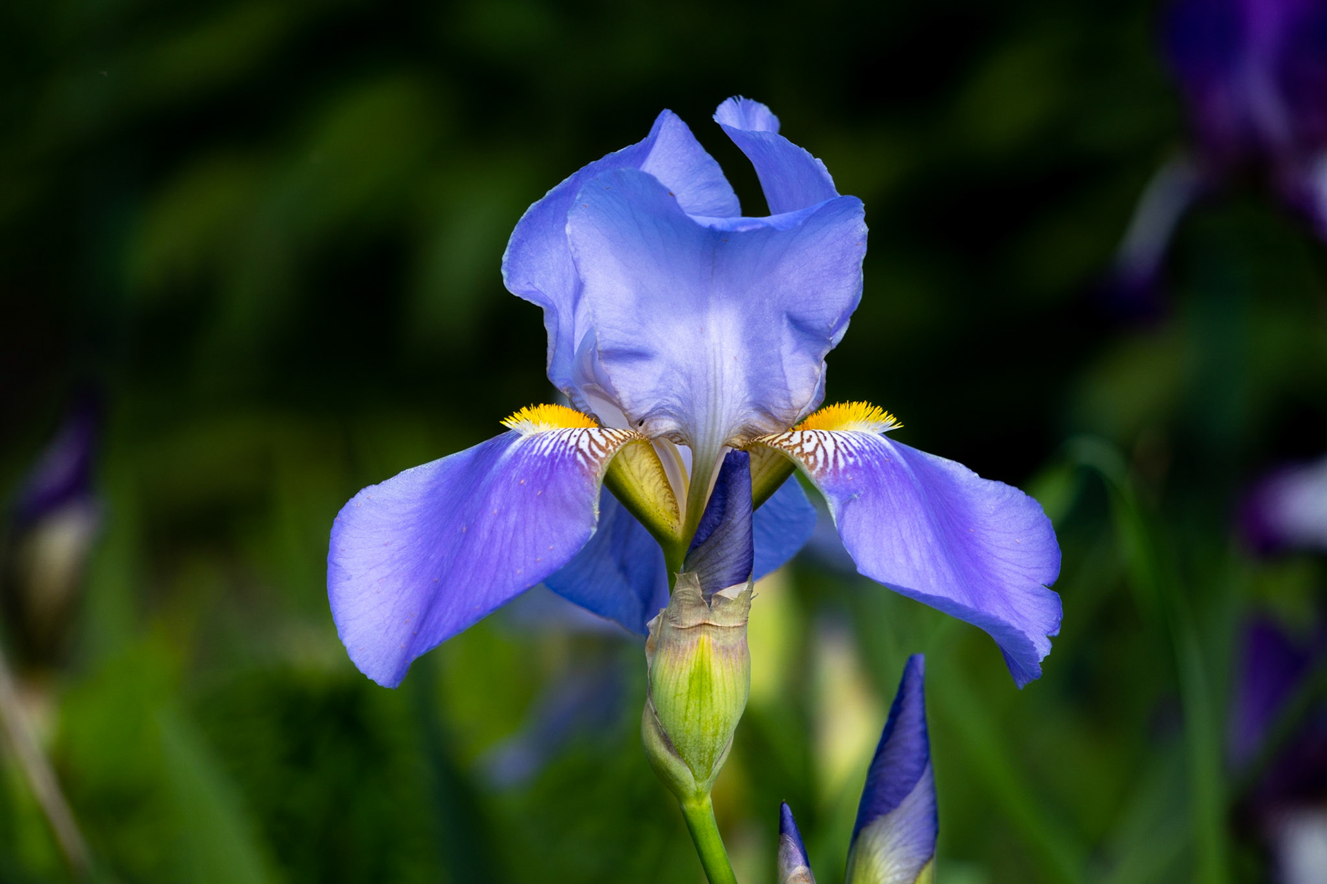 Lavender Iris