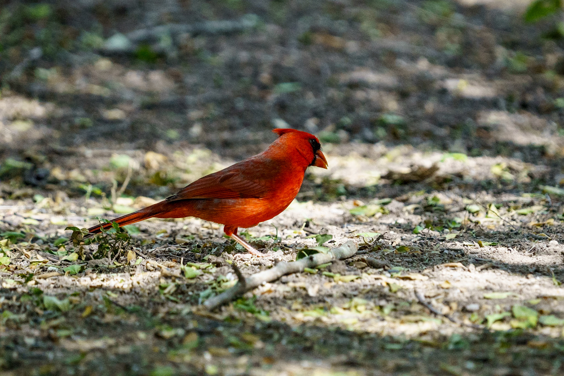 Northern Cardinal
