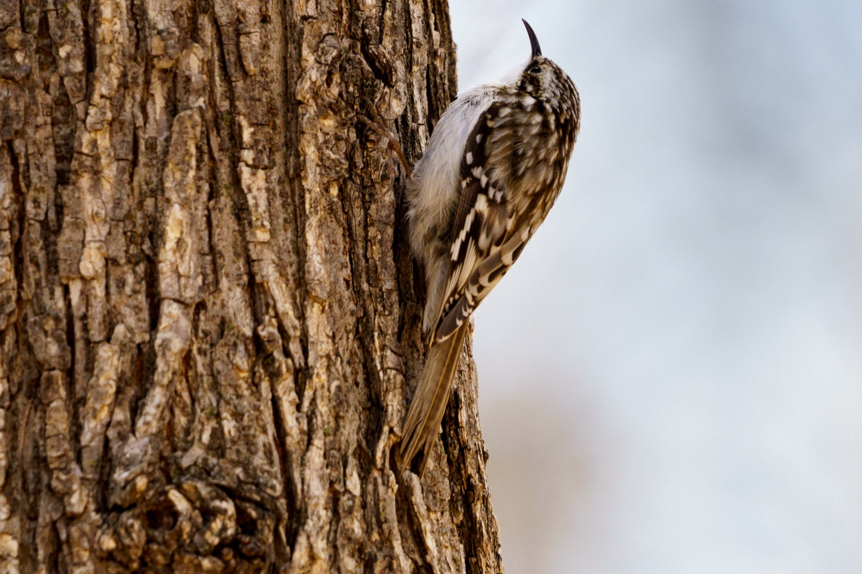 Brown Creeper
