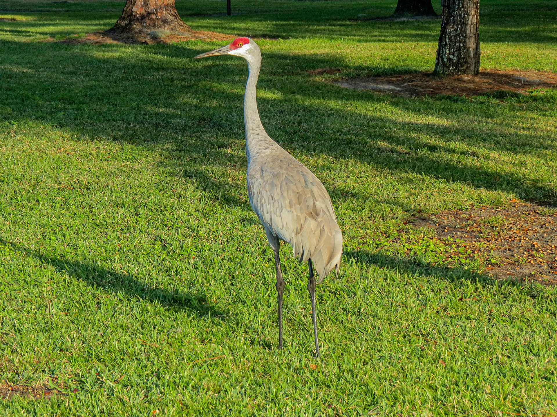 Sandhill Crane