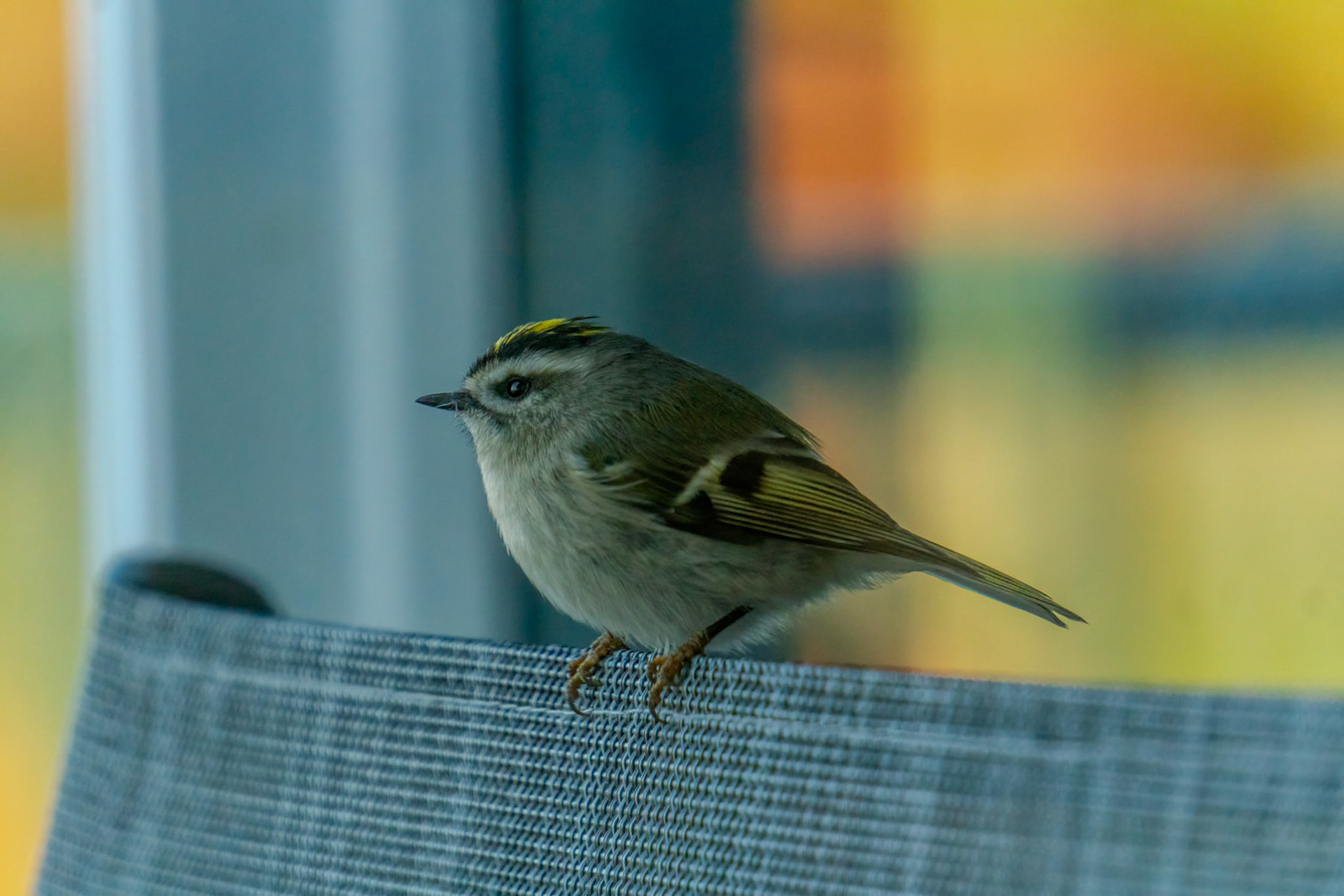 Golden Crowned Kinglet