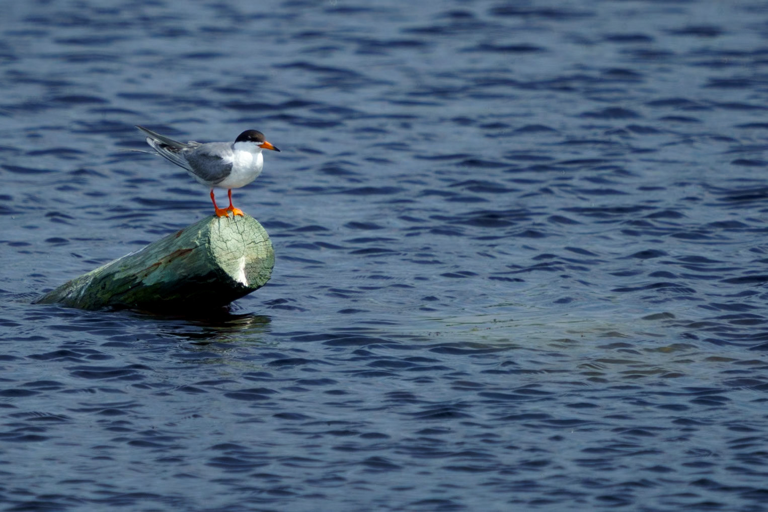 Forster's Tern