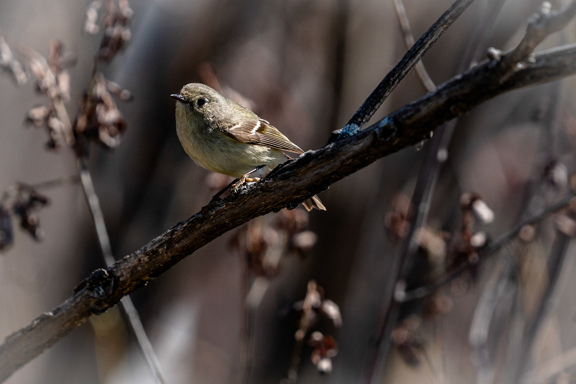 Ruby Crowned Kinglet