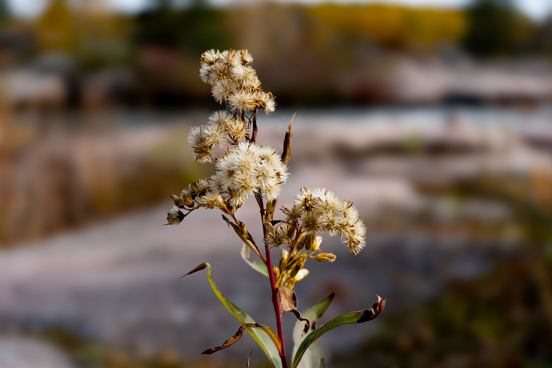 Goldenrod