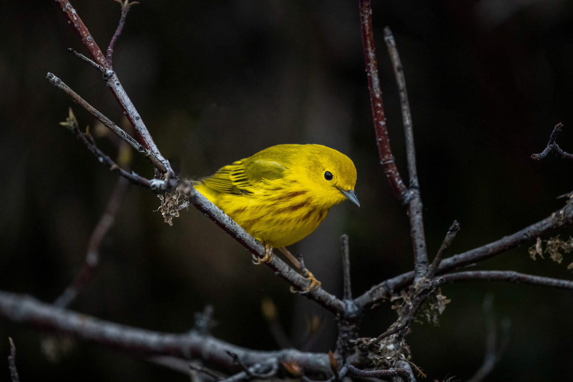 Yellow Warbler