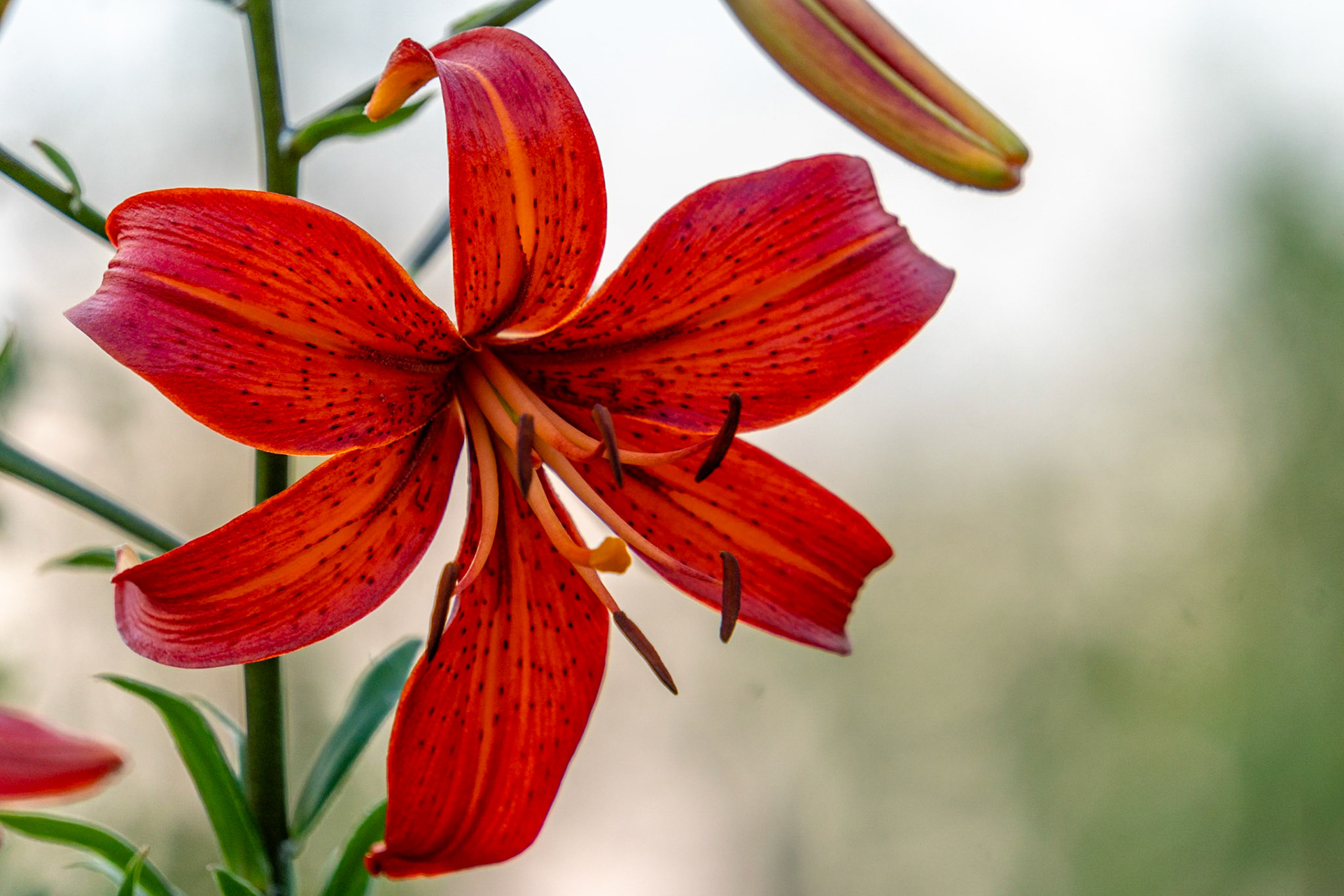 Lily