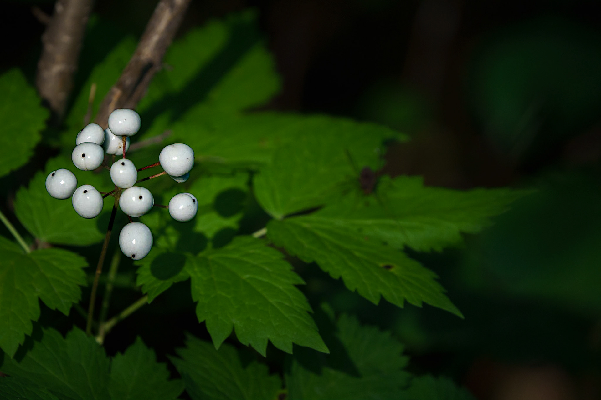 Dogwood