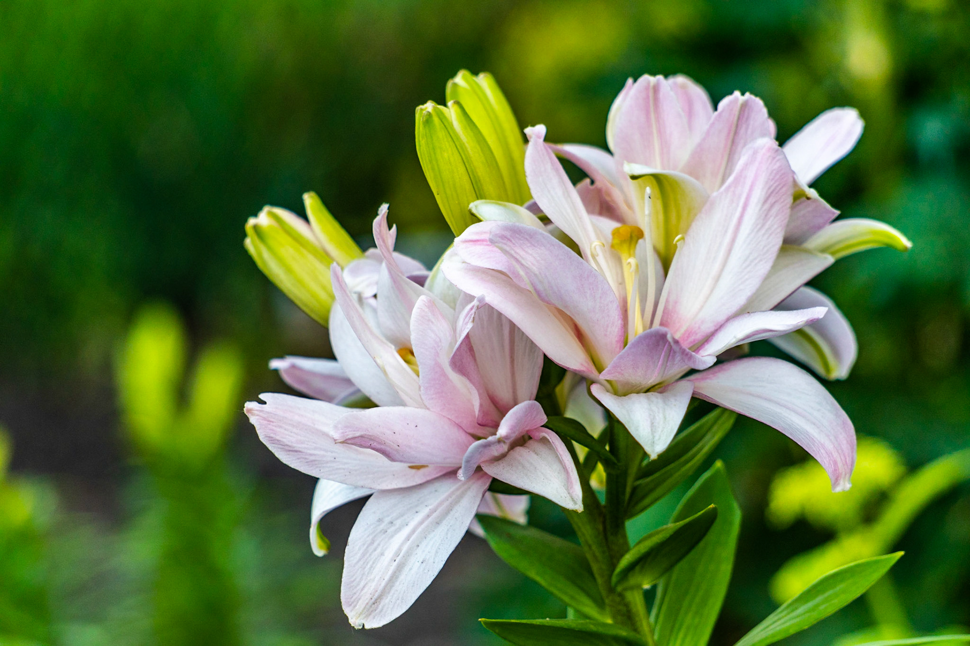 Lily