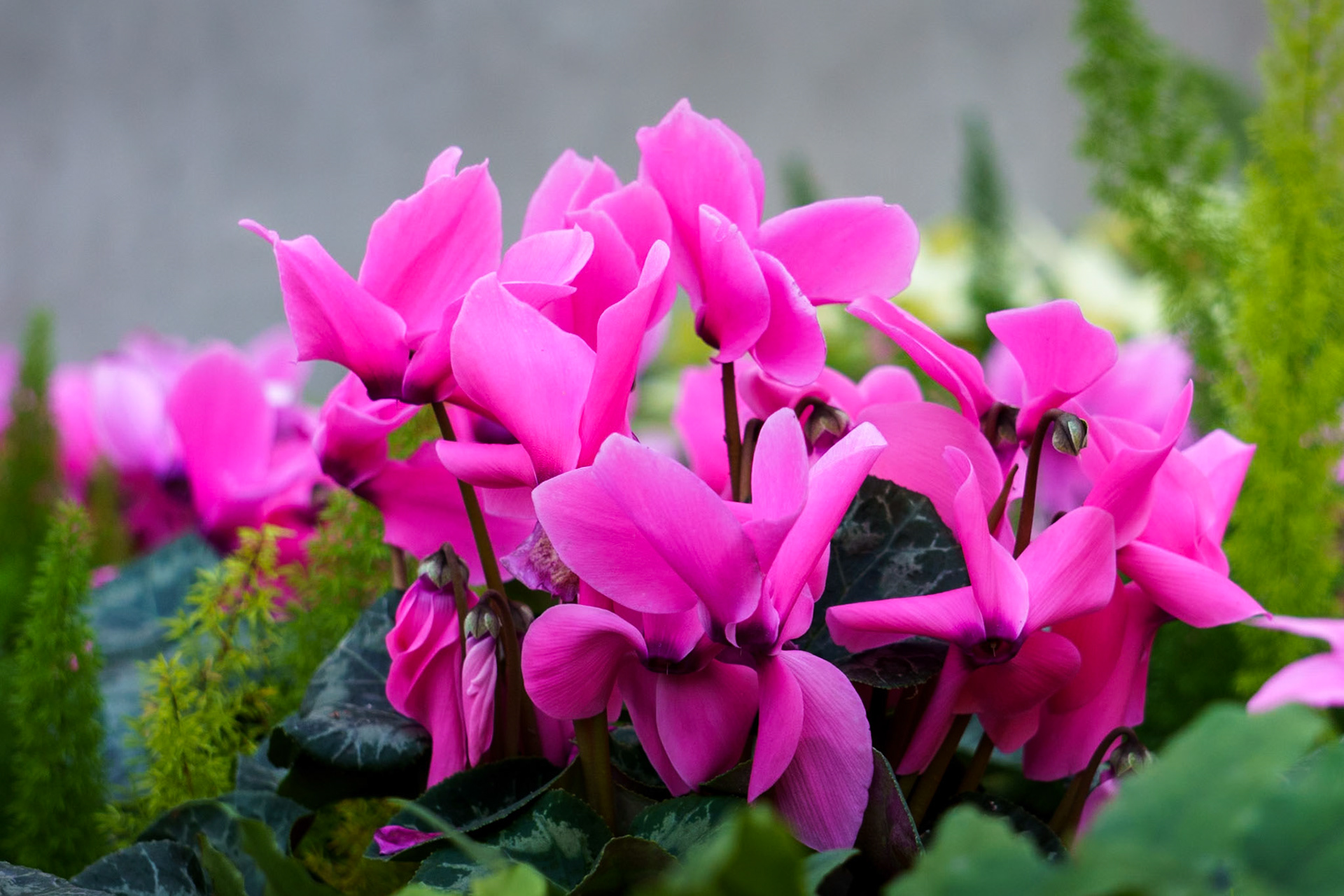 Cyclamen