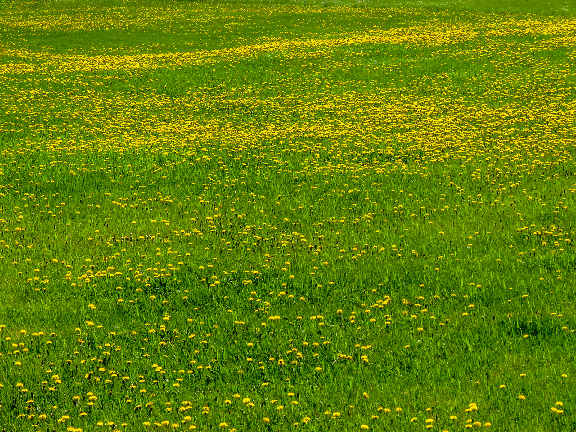 Field of Dandelions