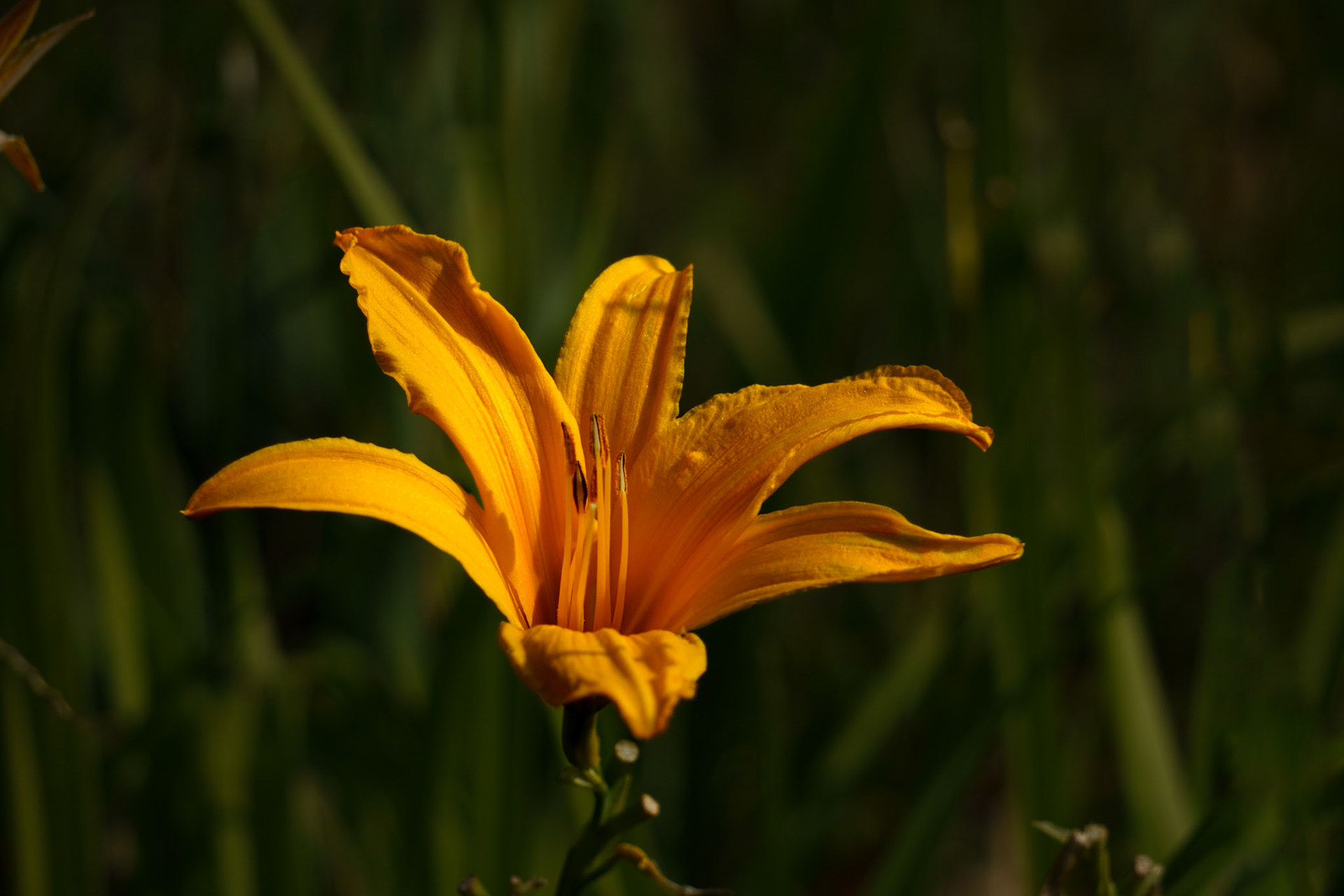 Lily