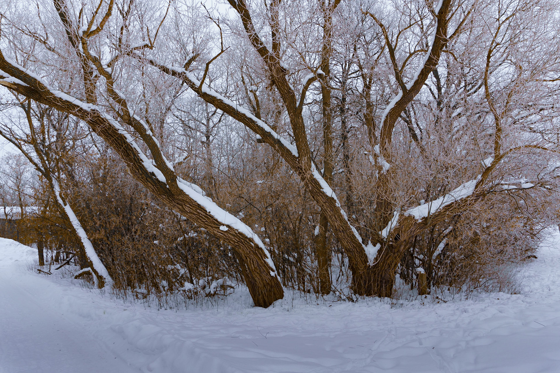 Snow Covered Trees