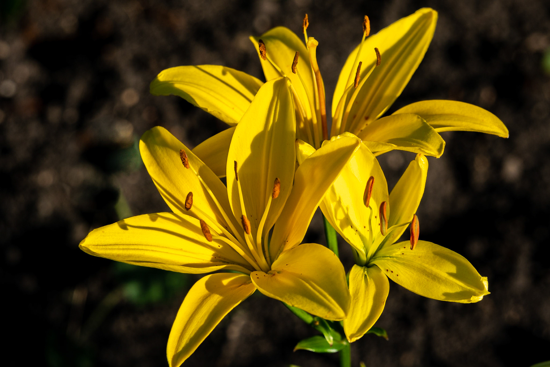 Lily