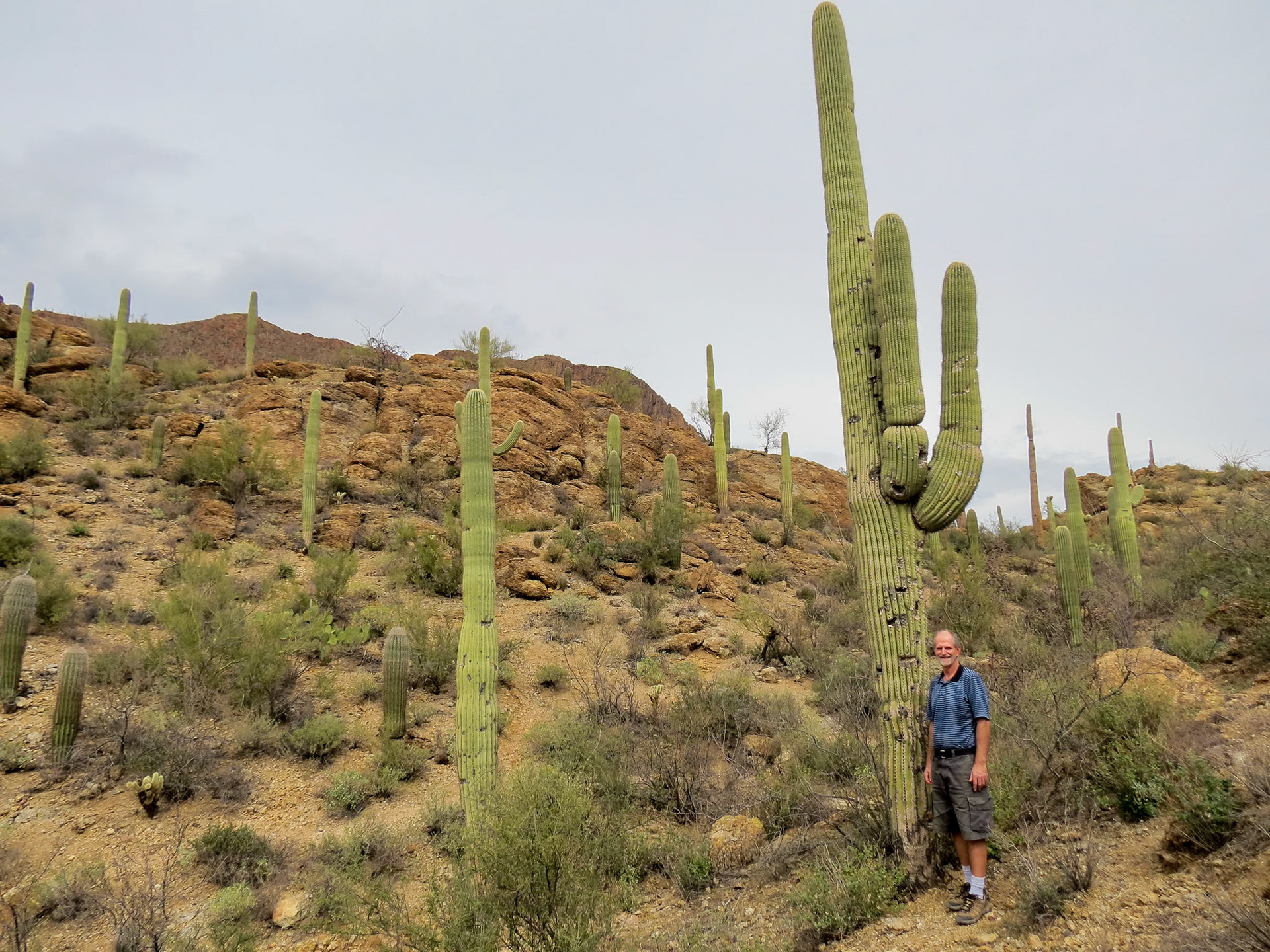 Saquaro Cactus