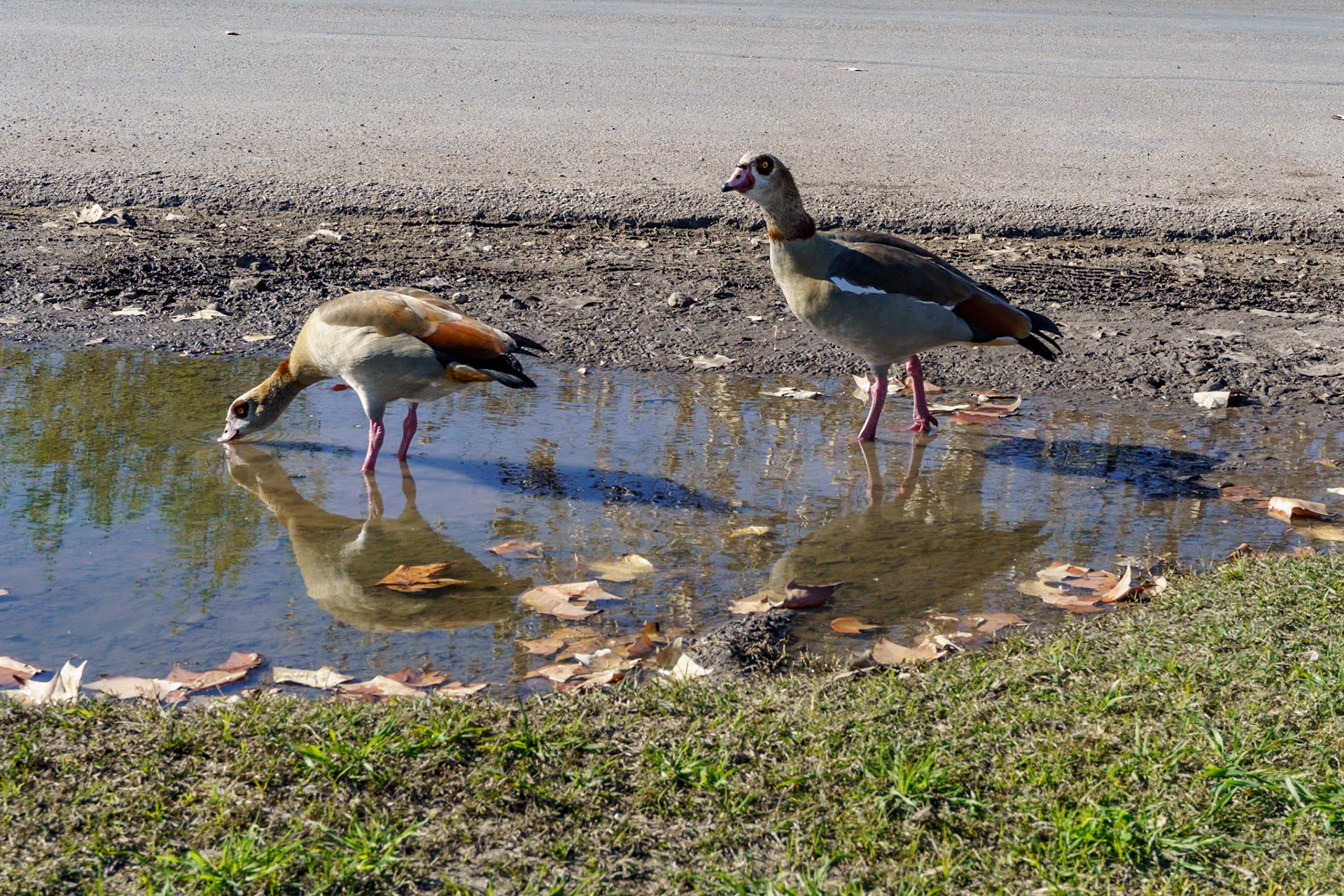 Egyptian Goose San Antonio