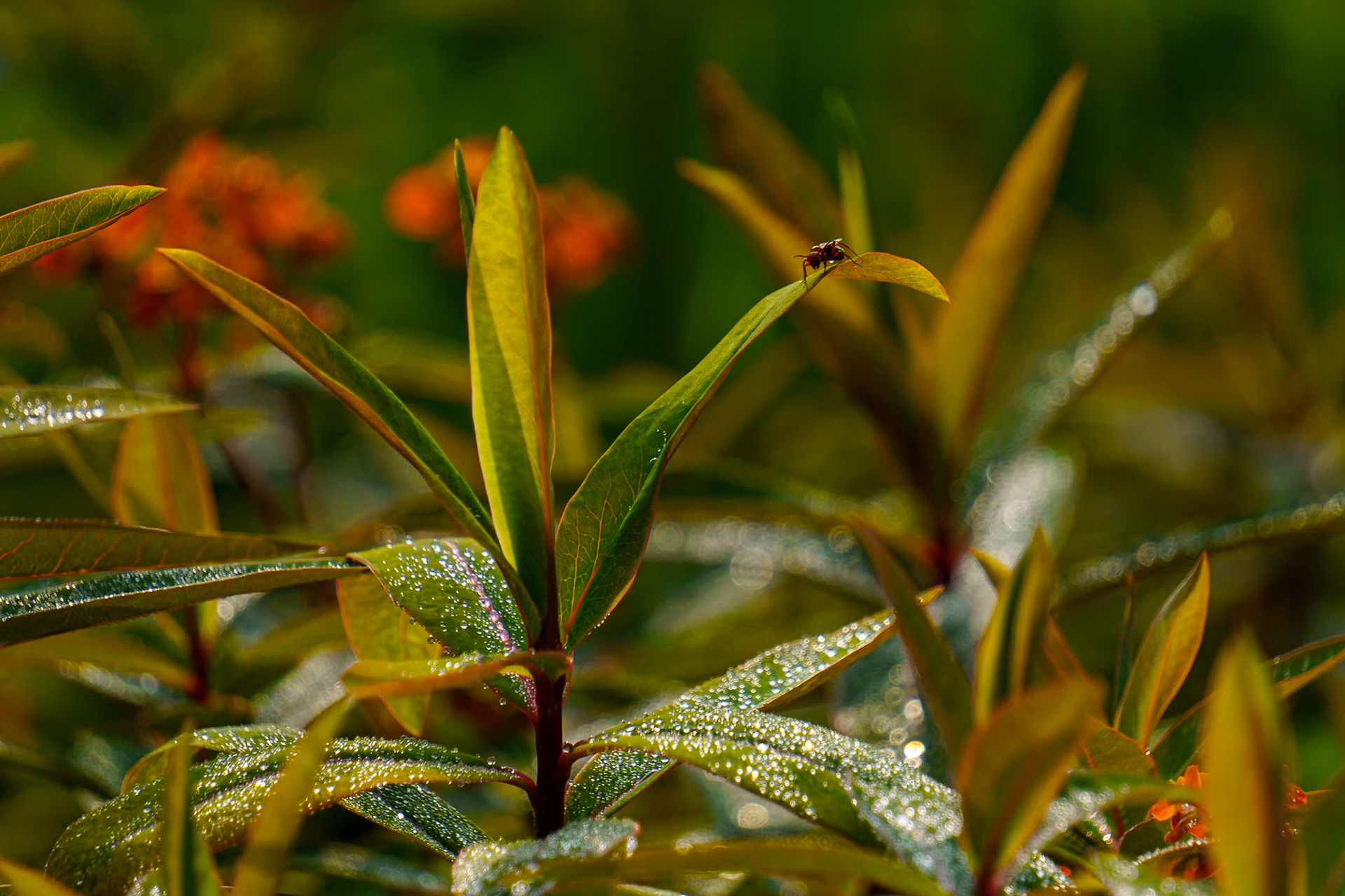 Early morning dew