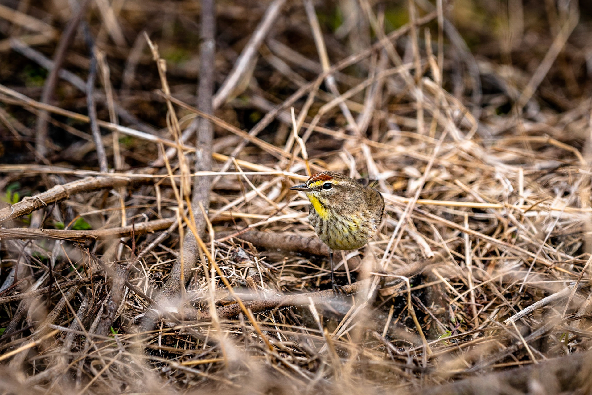 Palm Warbler