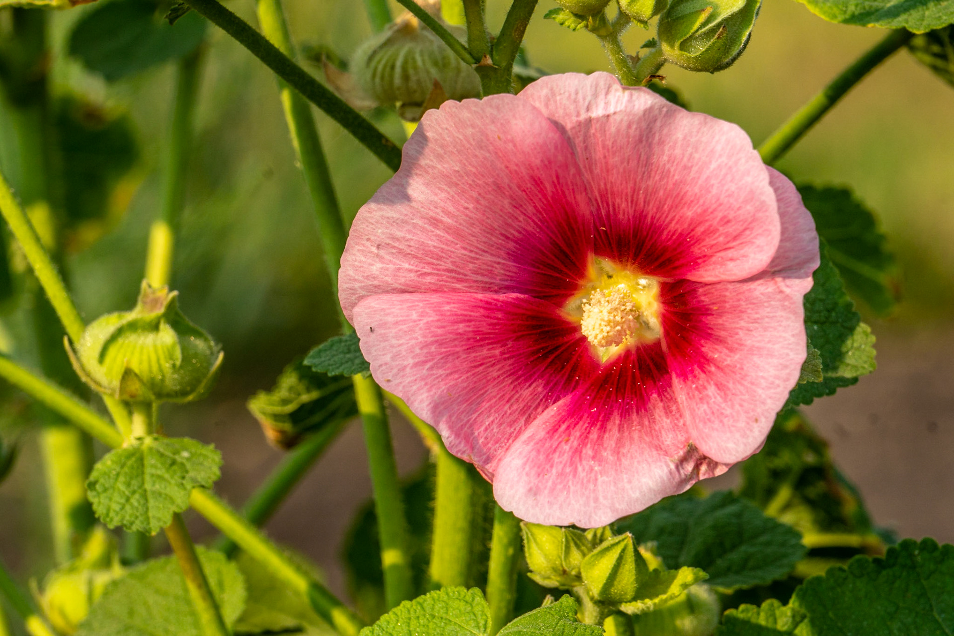 Hollyhock