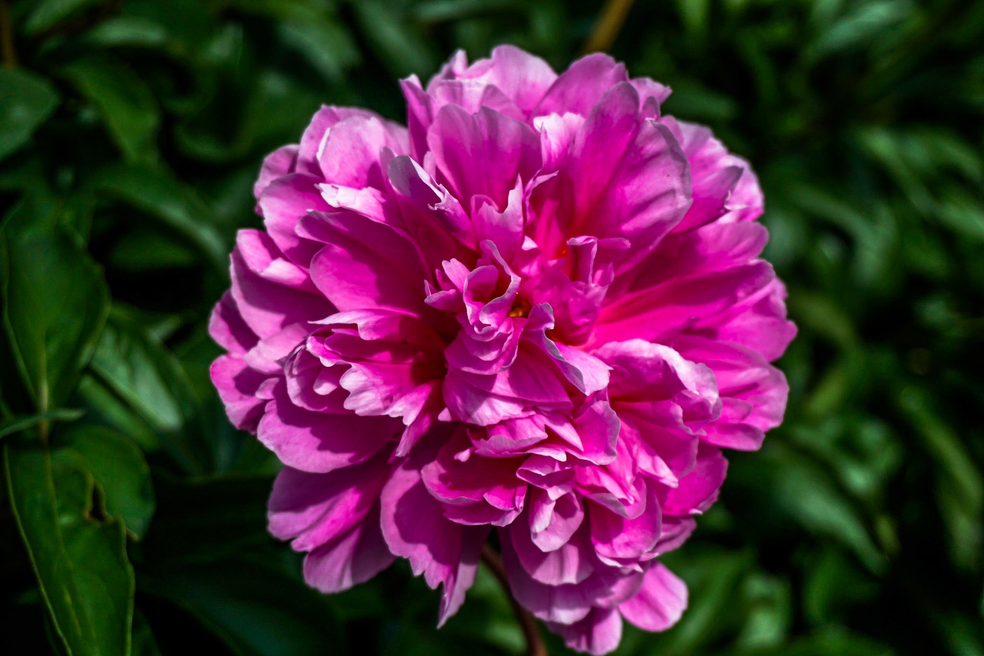 Pink Peony