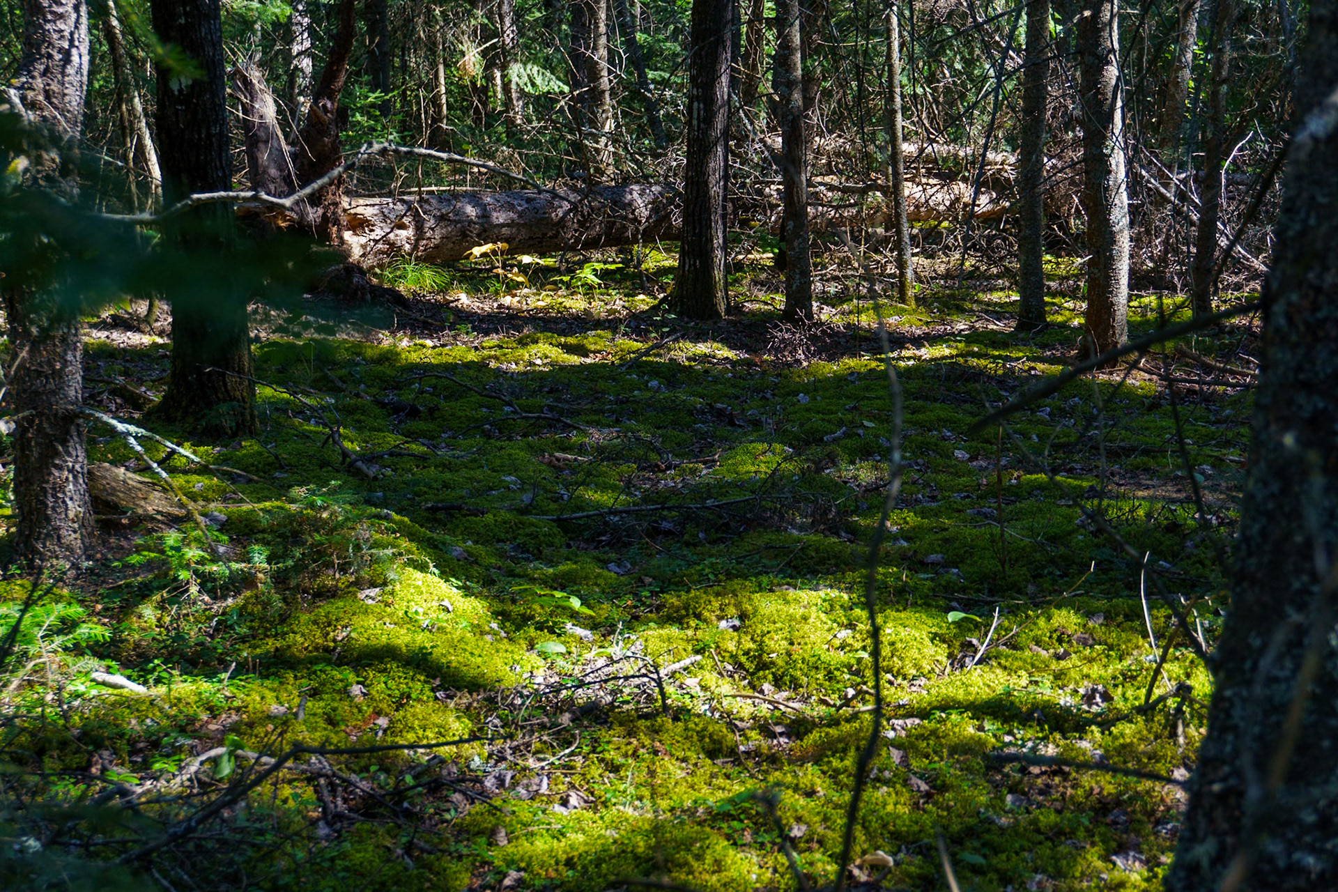 Moss in shadows Victoria Beach