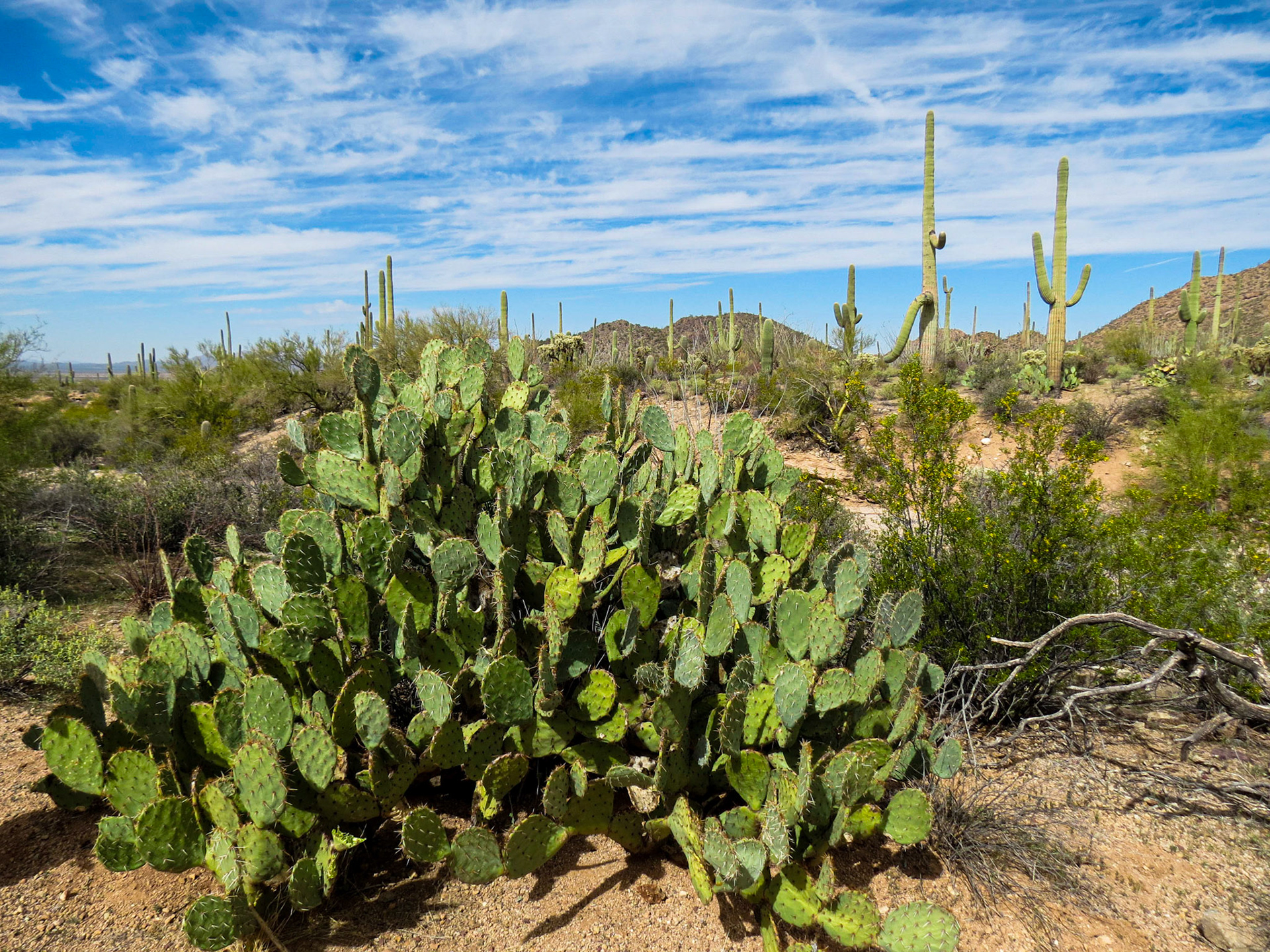 Prickly Pear cactus
