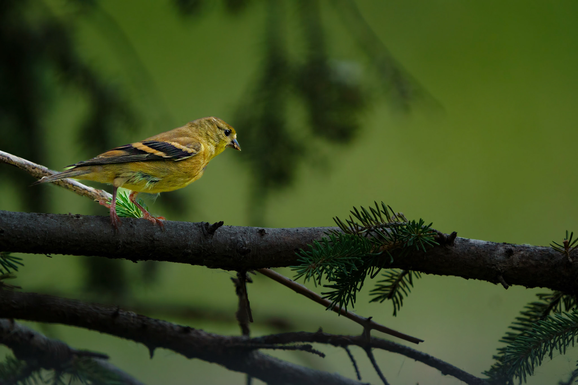 American Goldfinch in winter colors