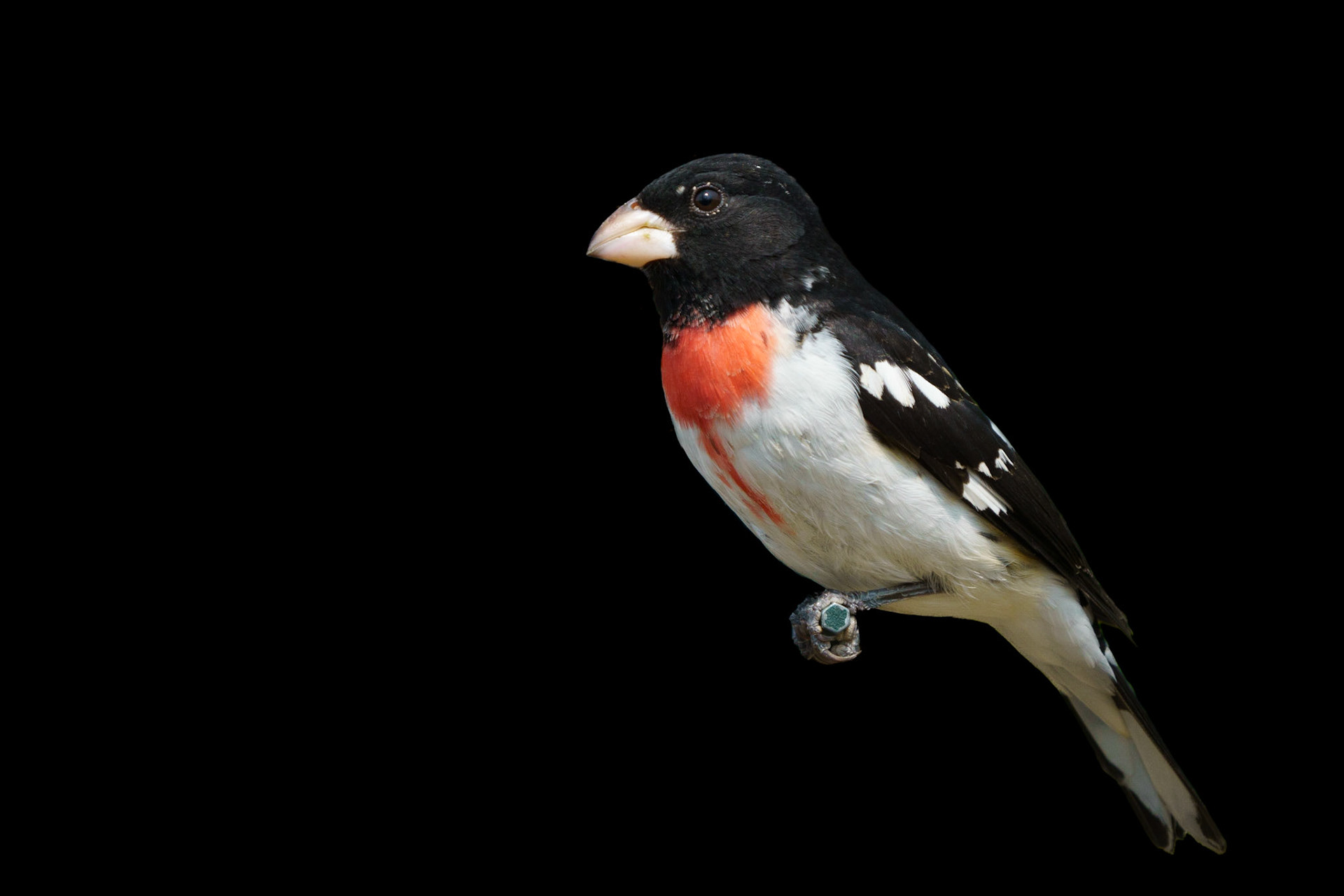 Rose=Breasted Grosbeak