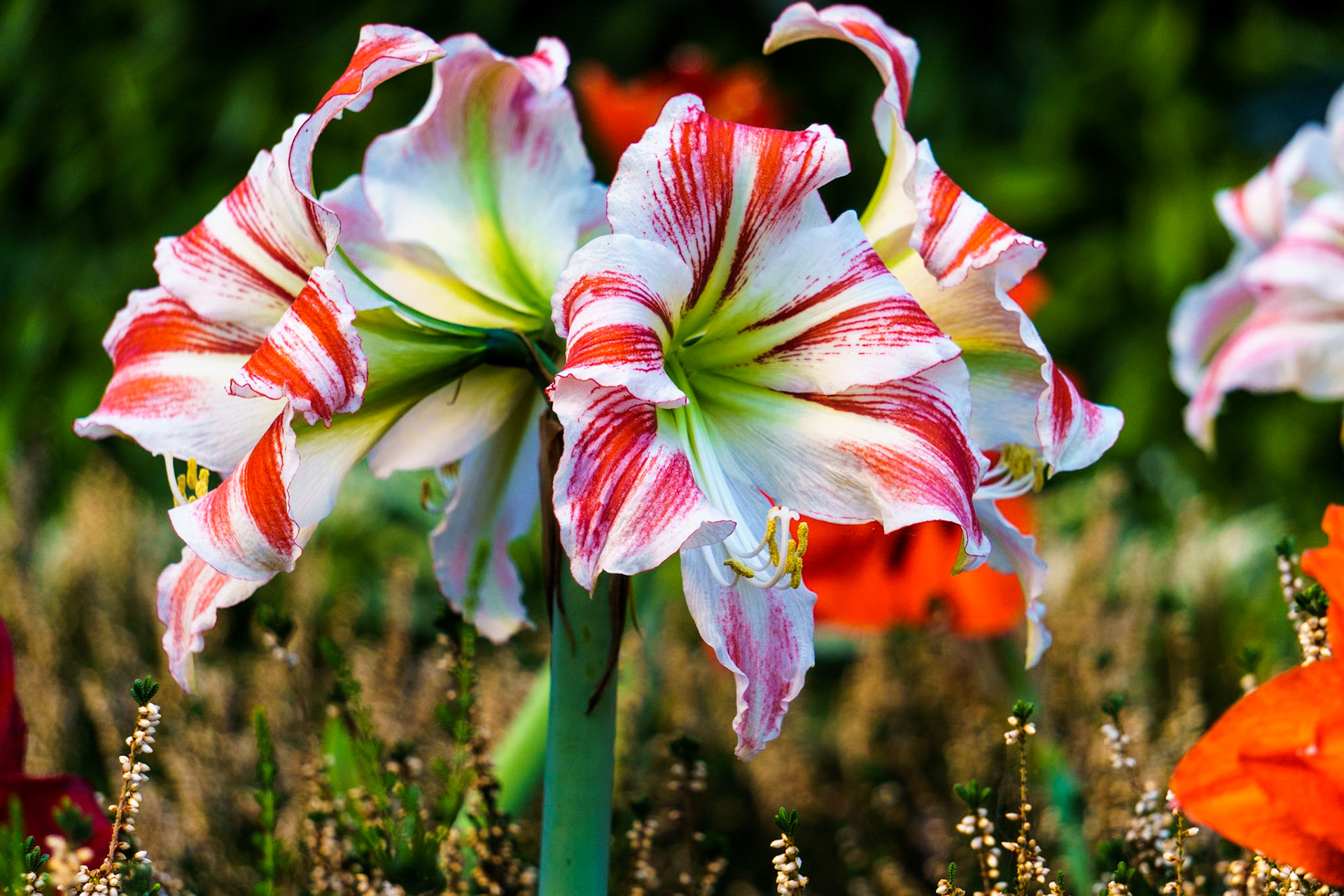 Candy Cane Amaryllis
