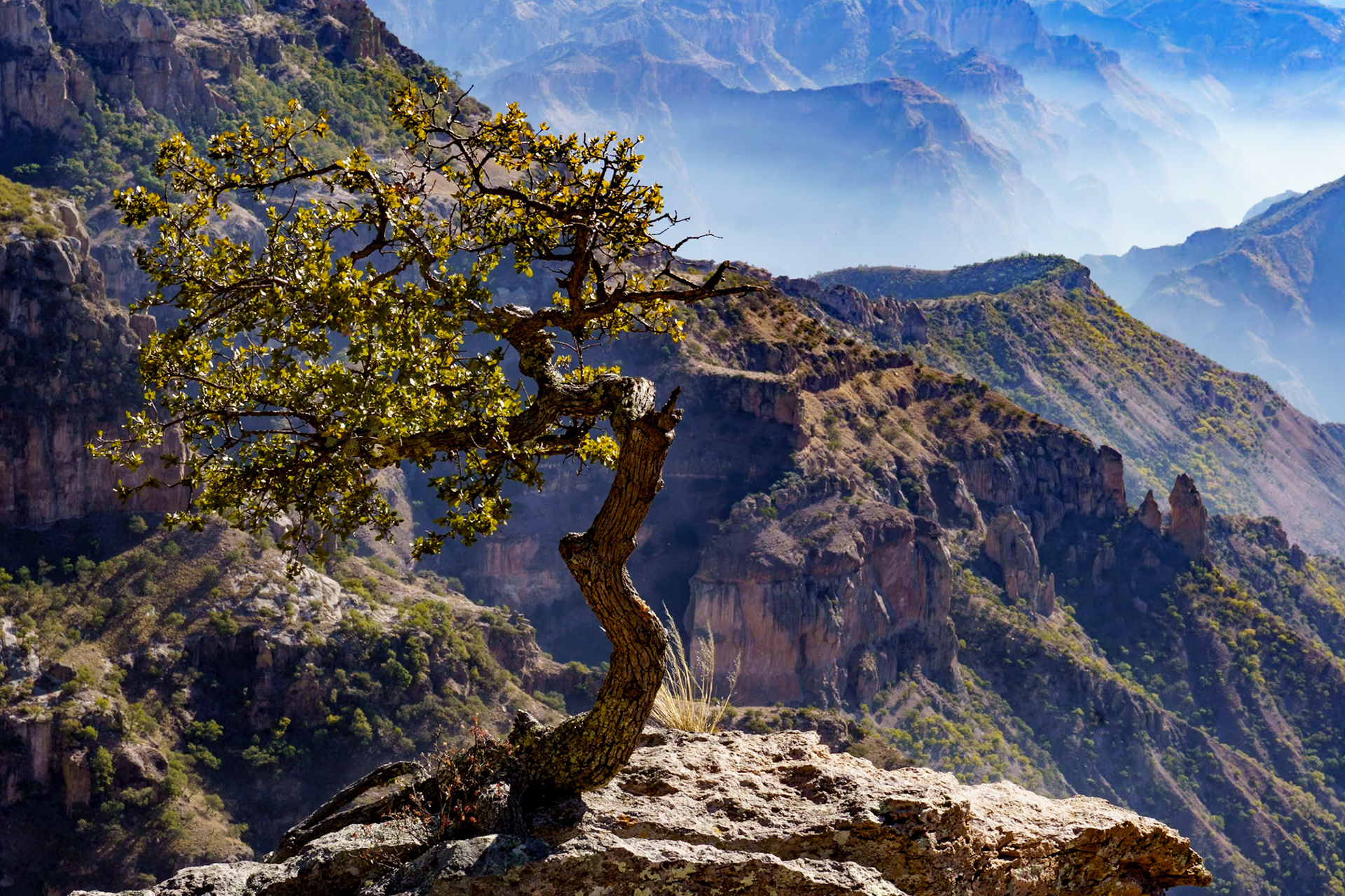 Tree growing on canyon wall