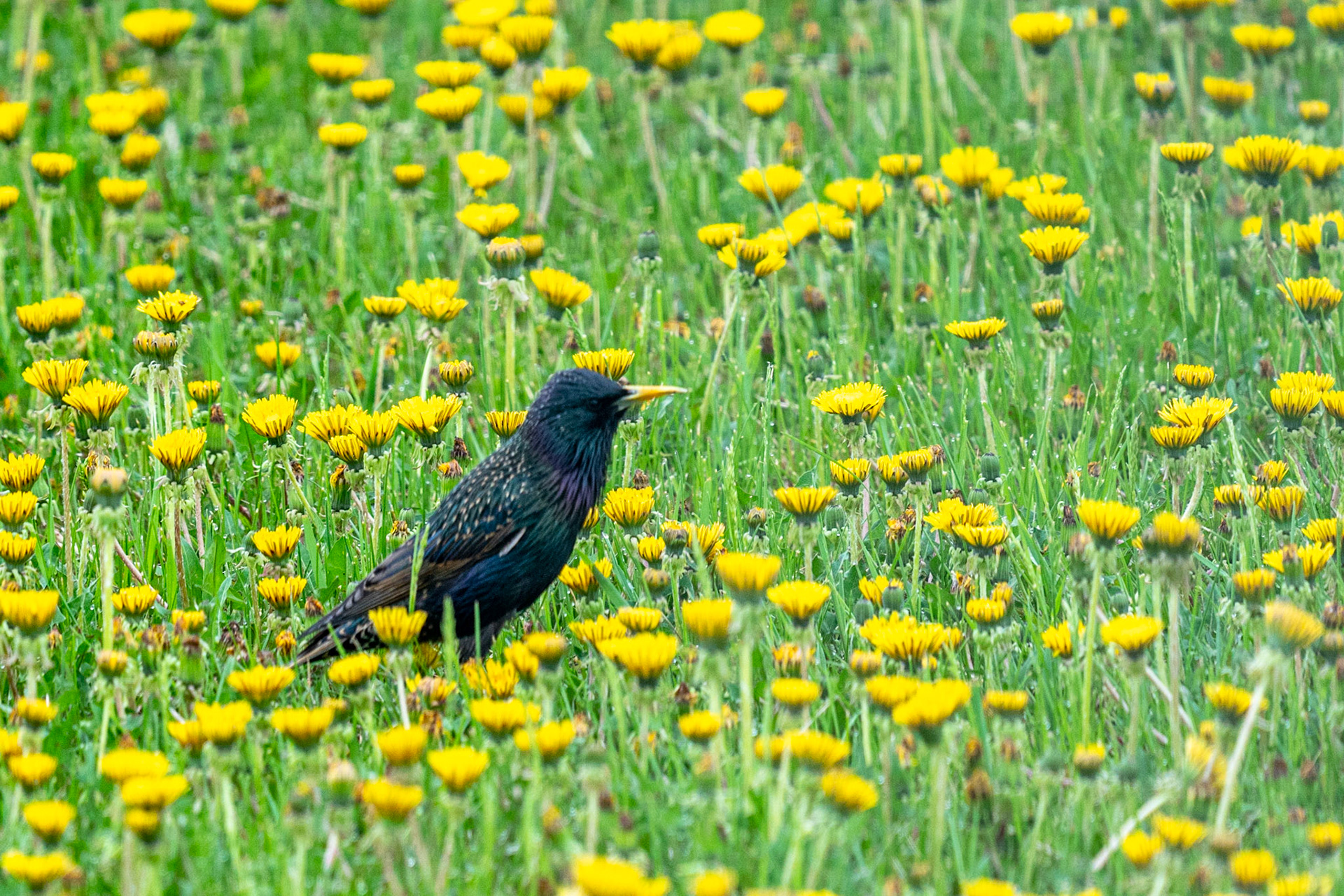 European Starling