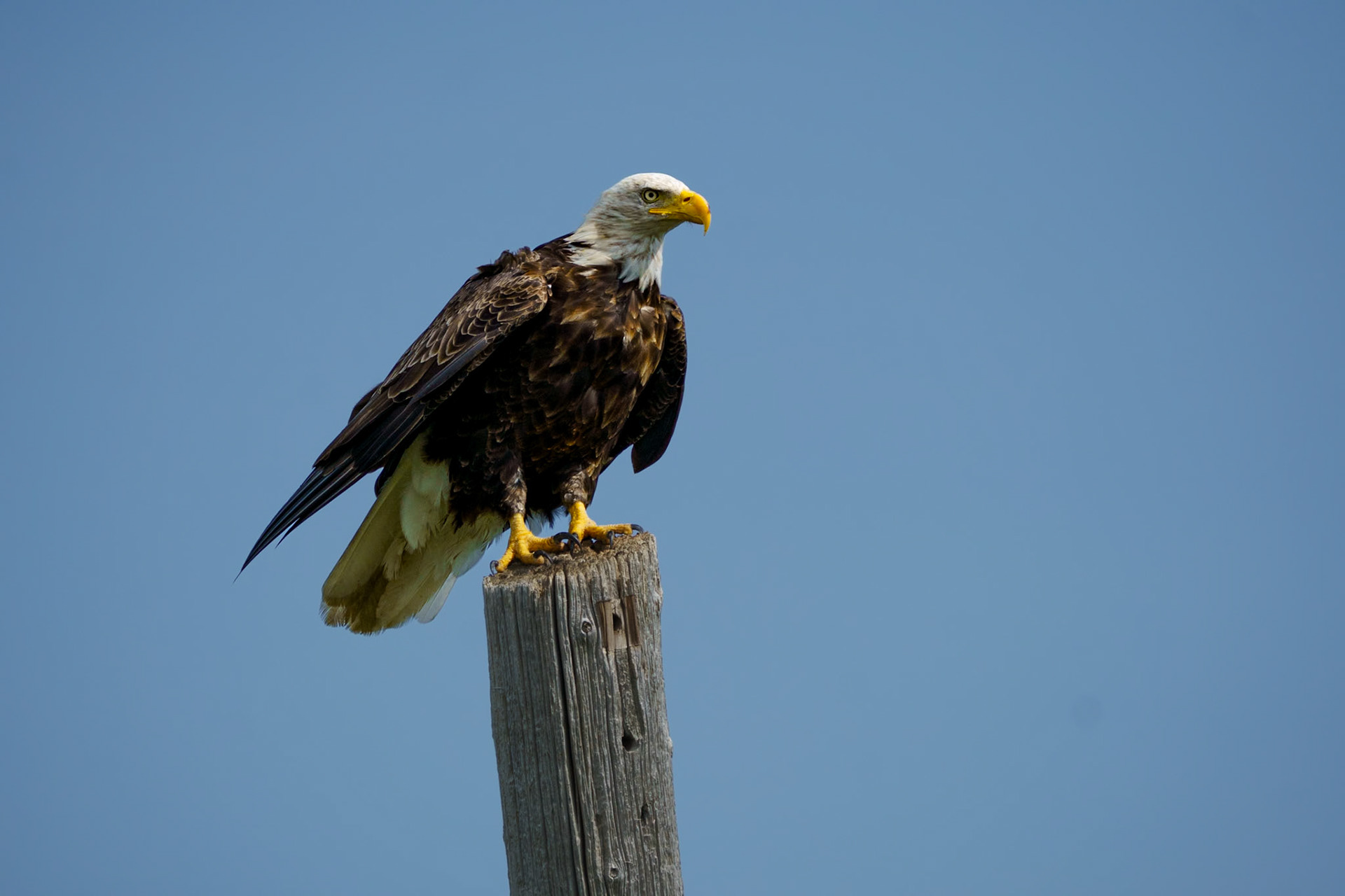 Bald Eagle