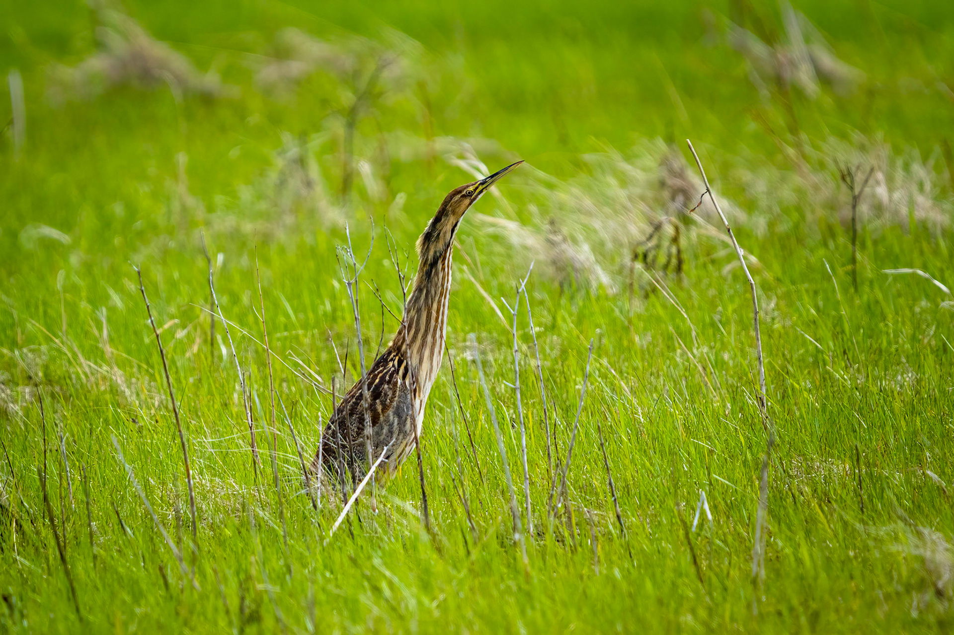 American Bittern
