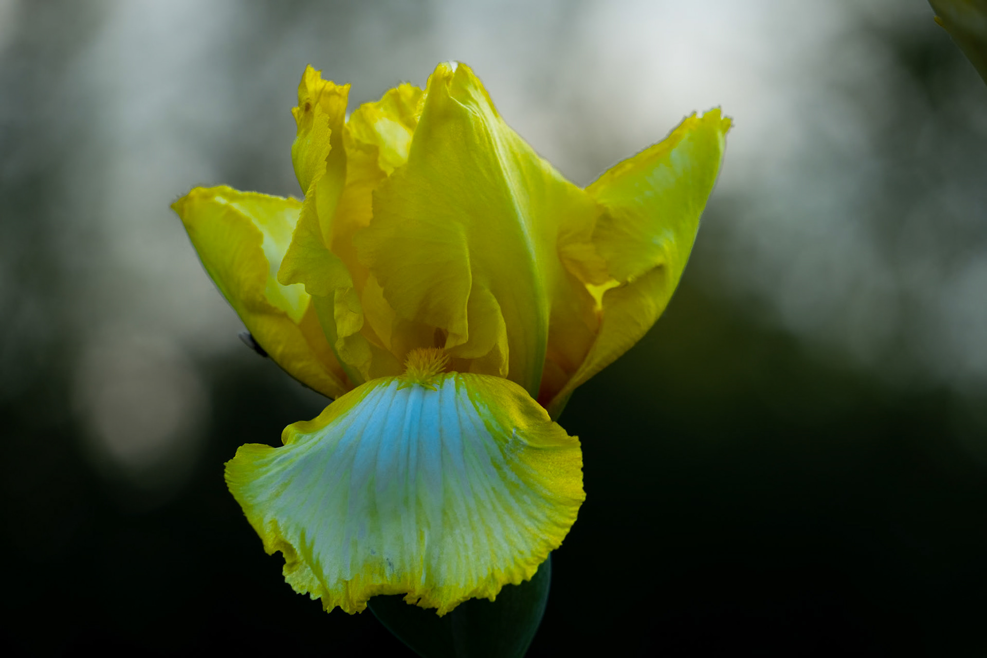 Iris