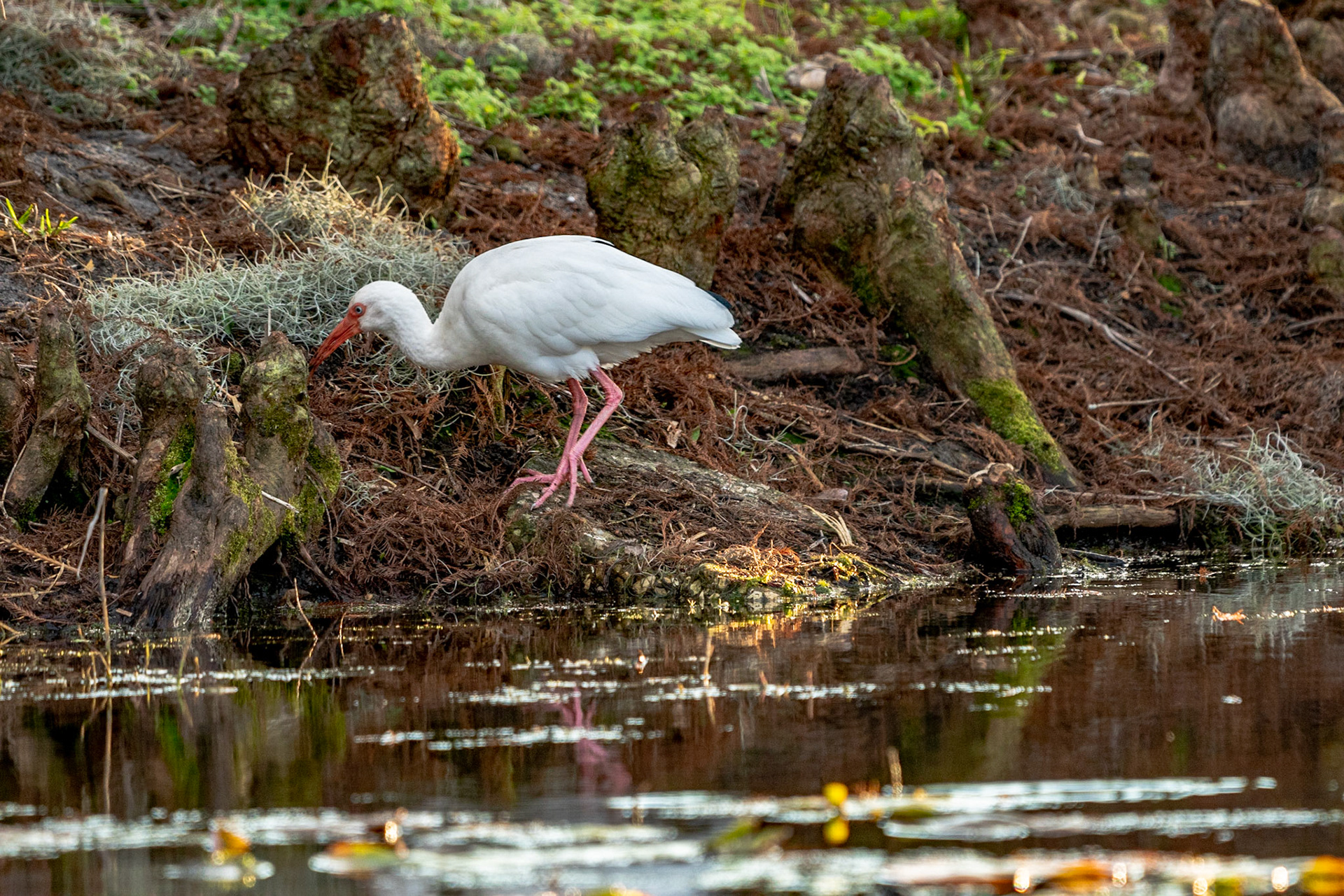 Ibis