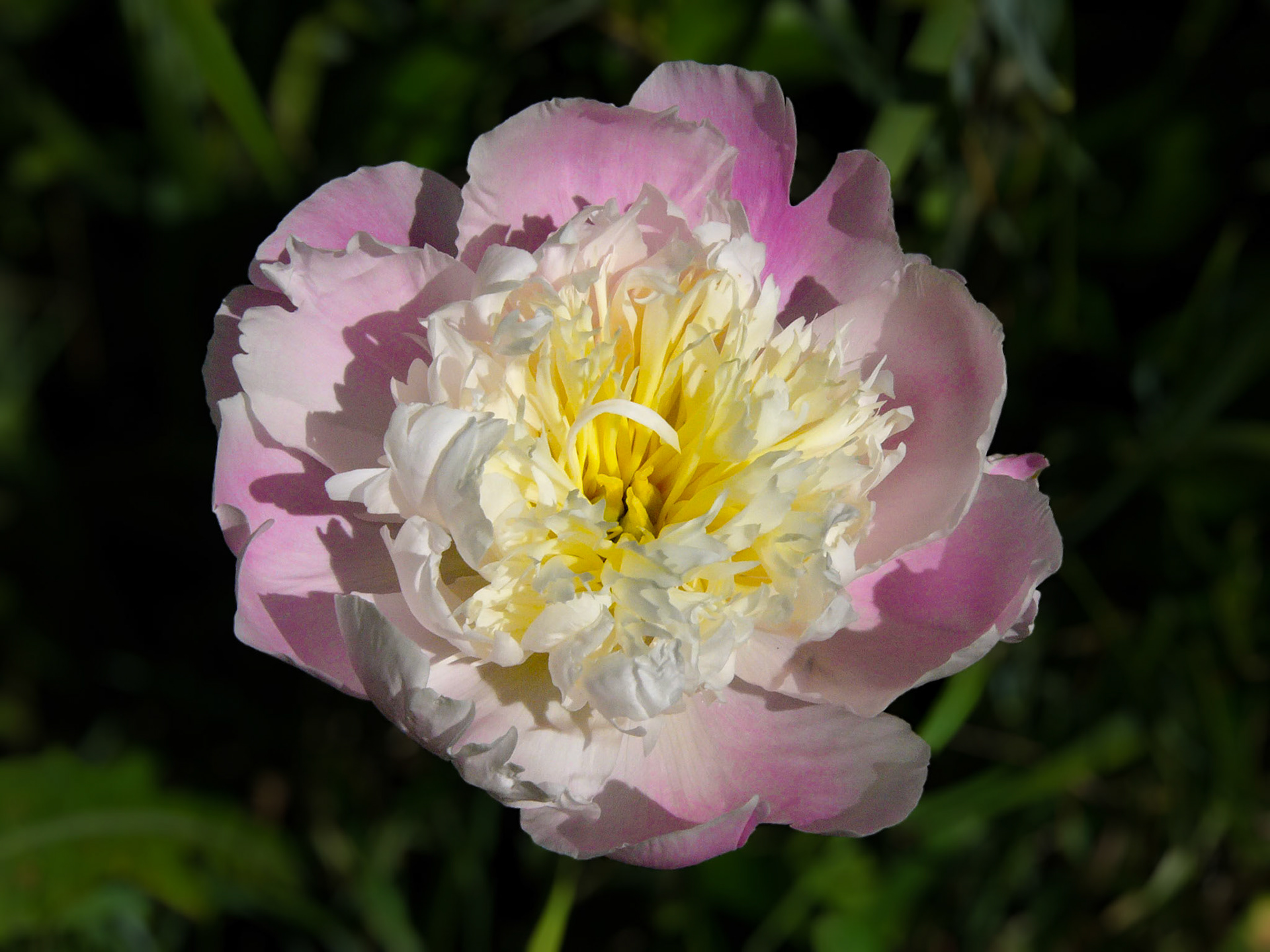Peony