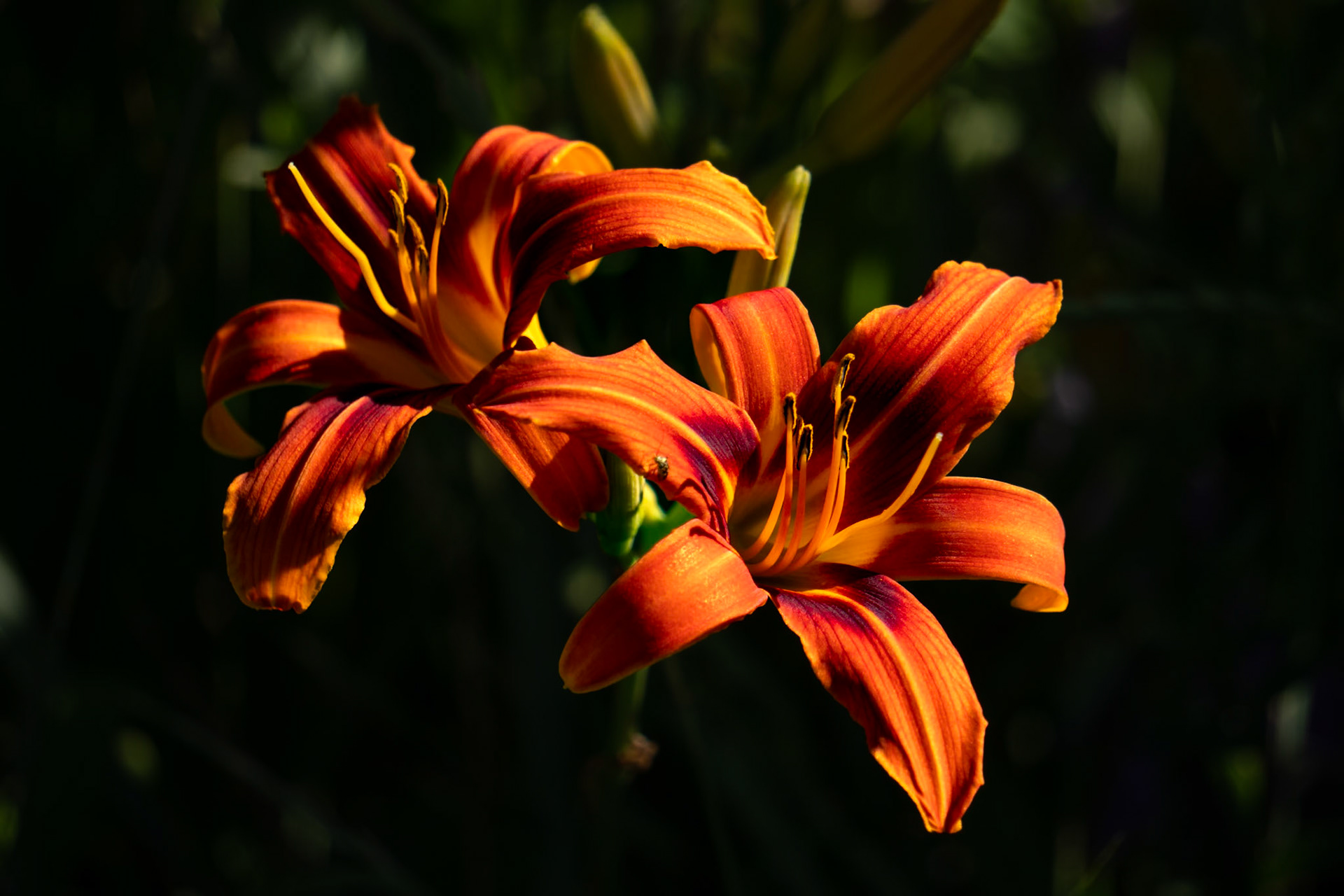 Lily