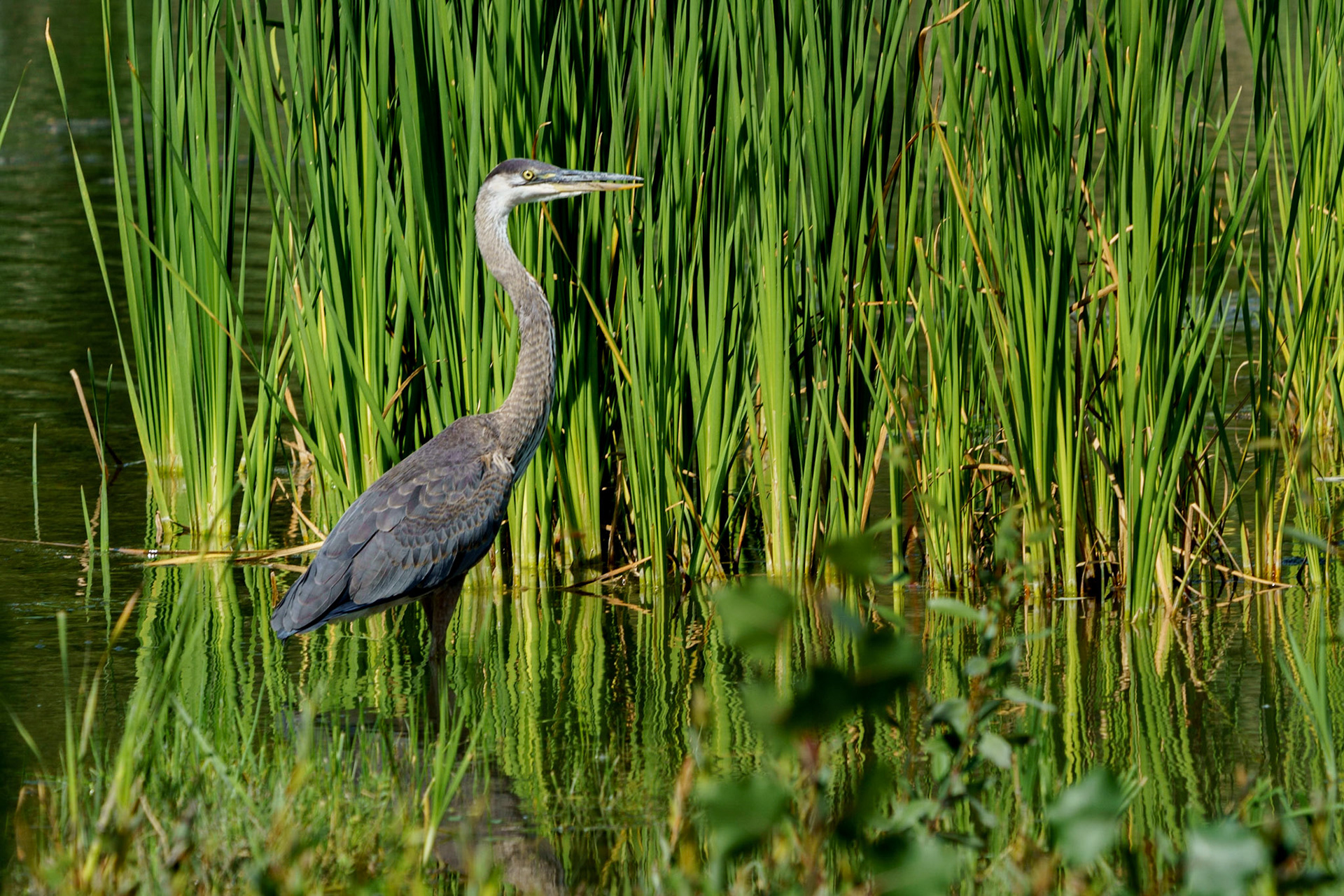 Great Blue Heron
