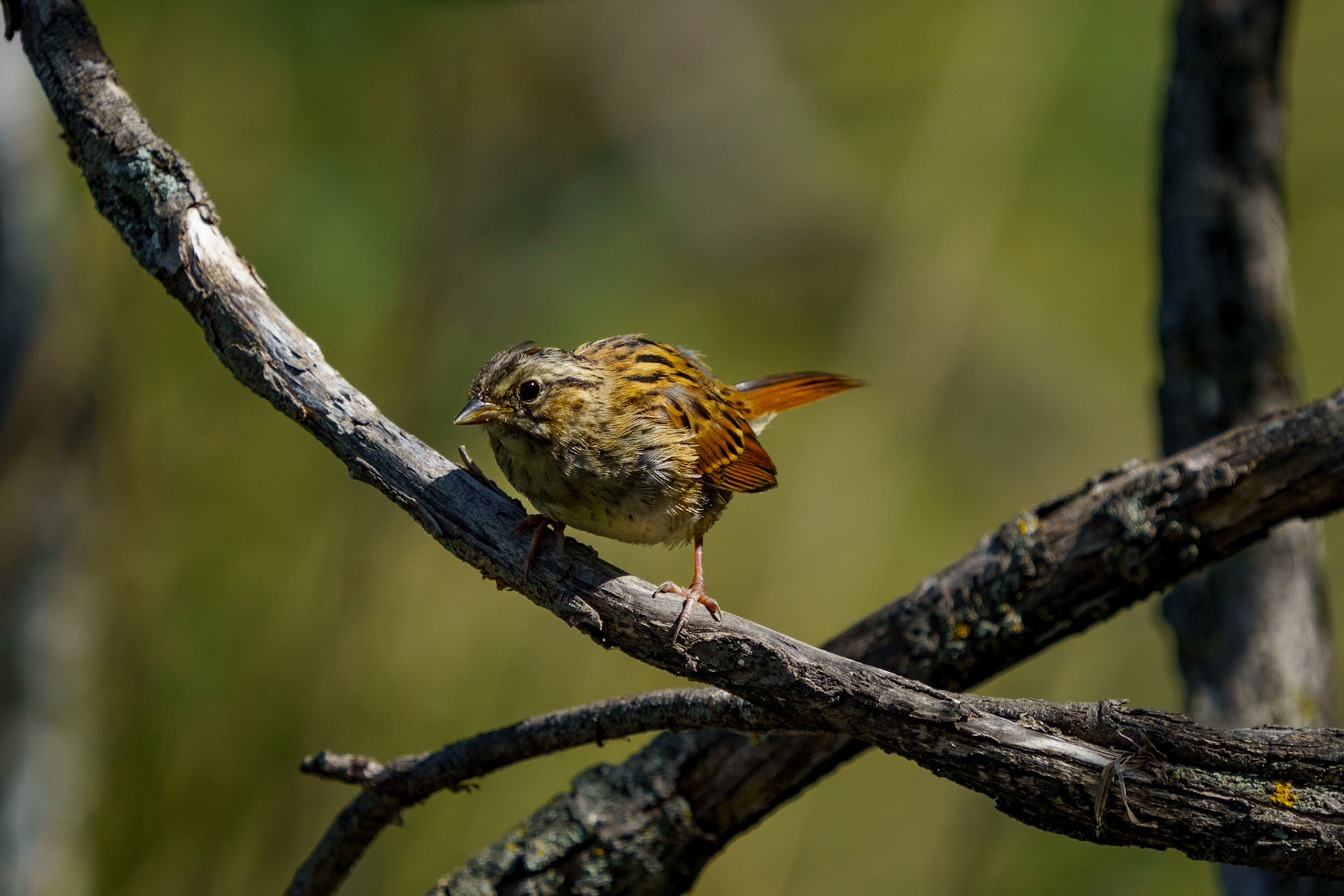 Swamp Sparrow