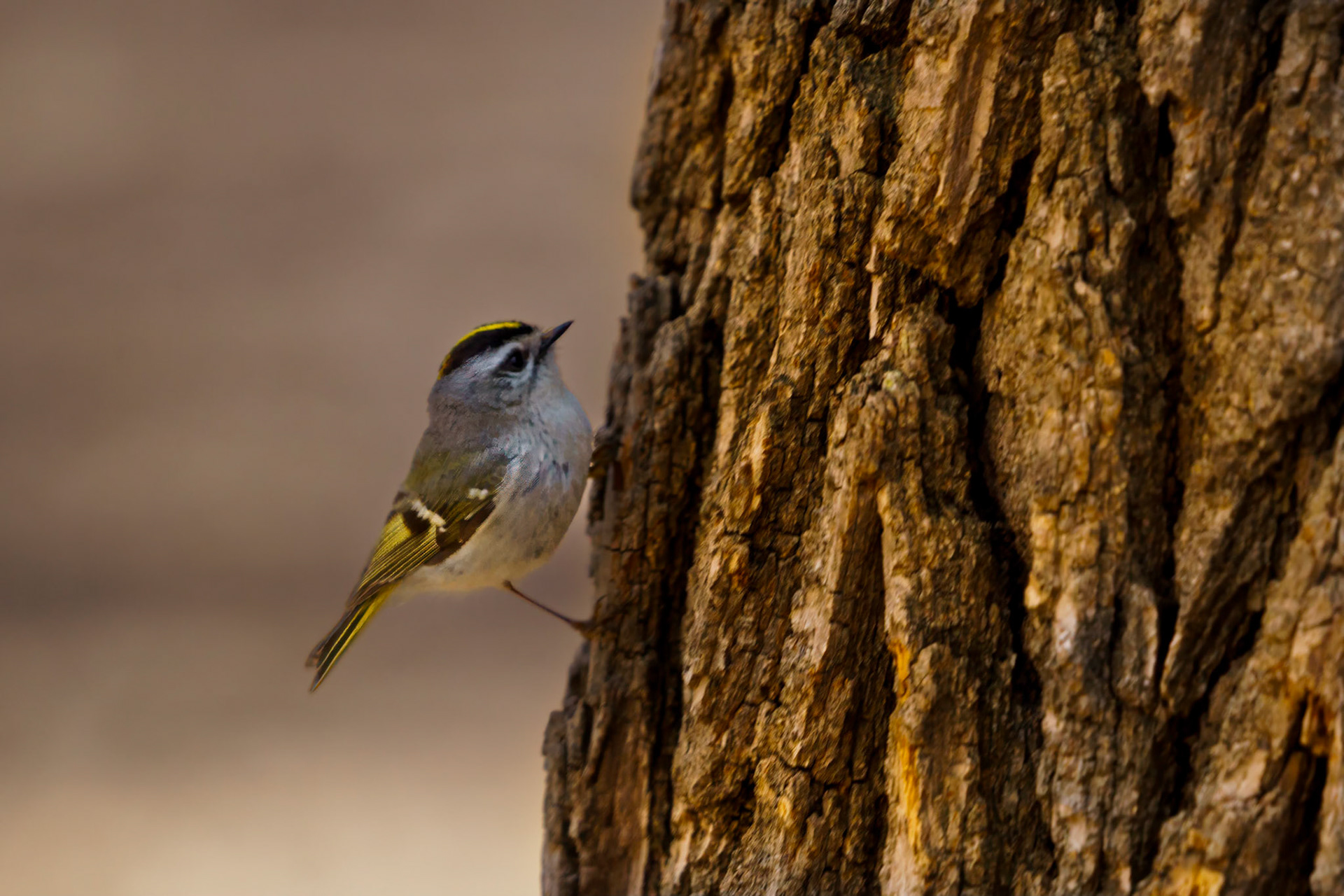 Golden-crowned Kinglet
