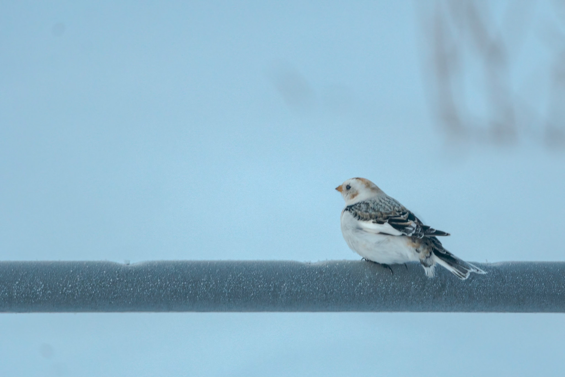 Snow Bunting