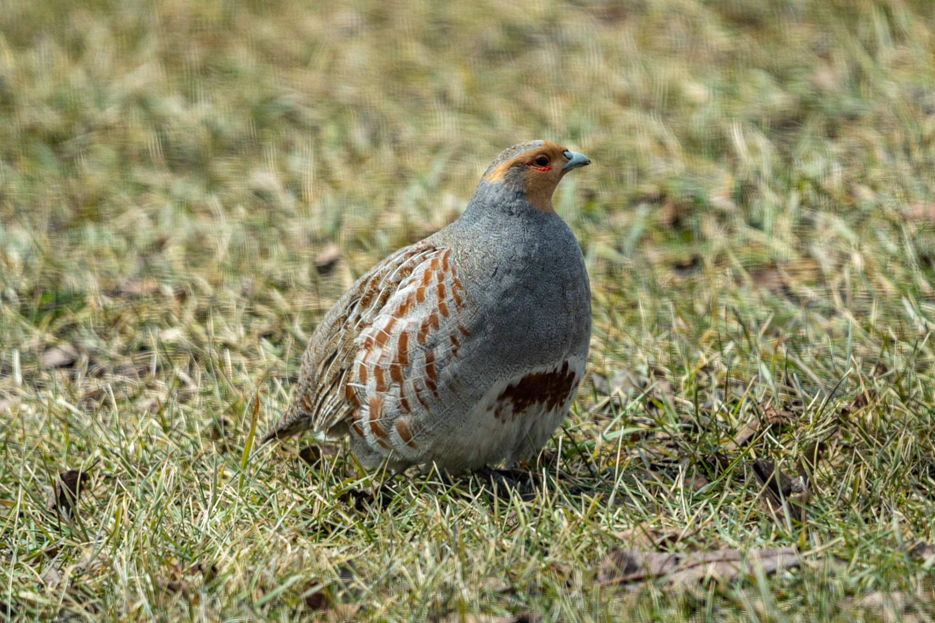 Gray Partridge