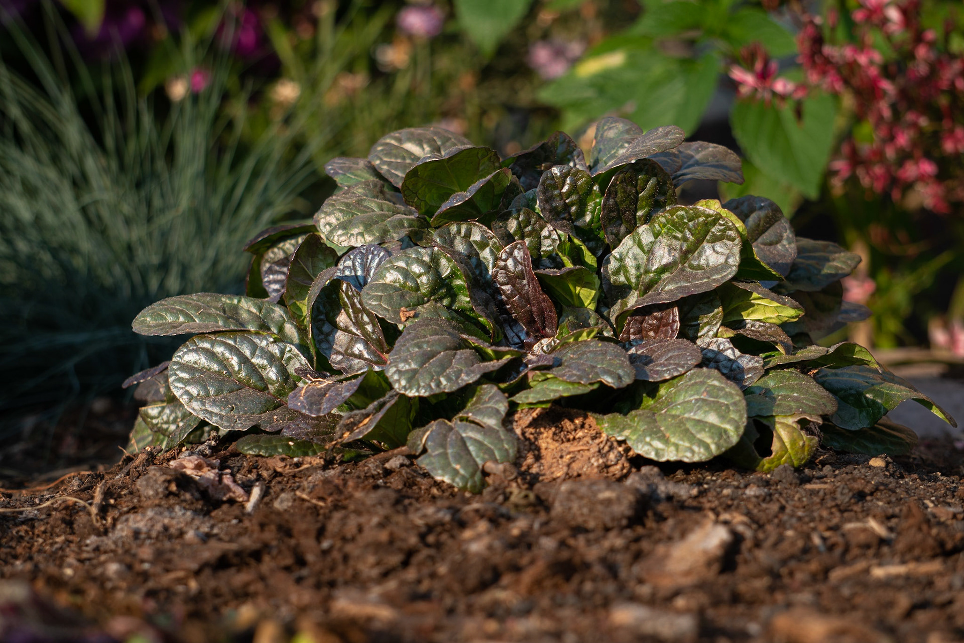 Ajuga