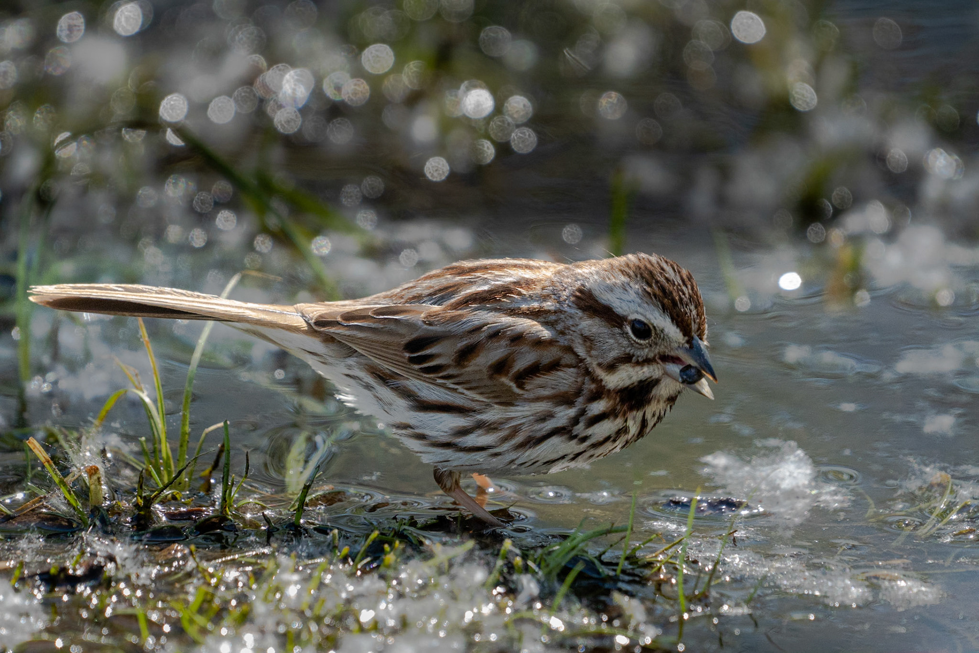 Song Sparrow