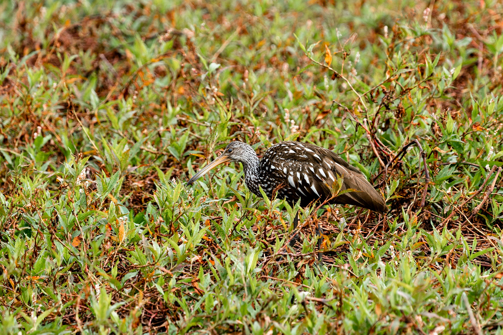 Limpkin